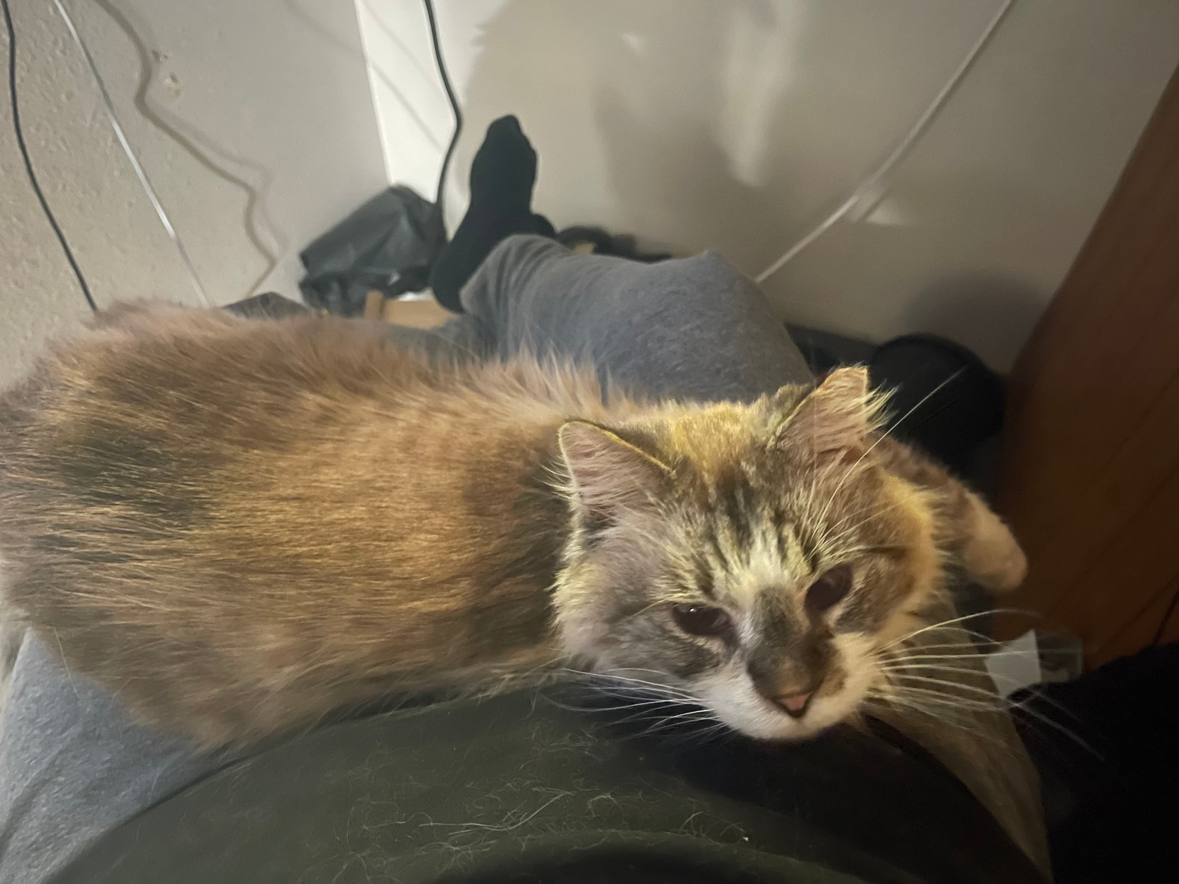 Albus, back home in Idaho
