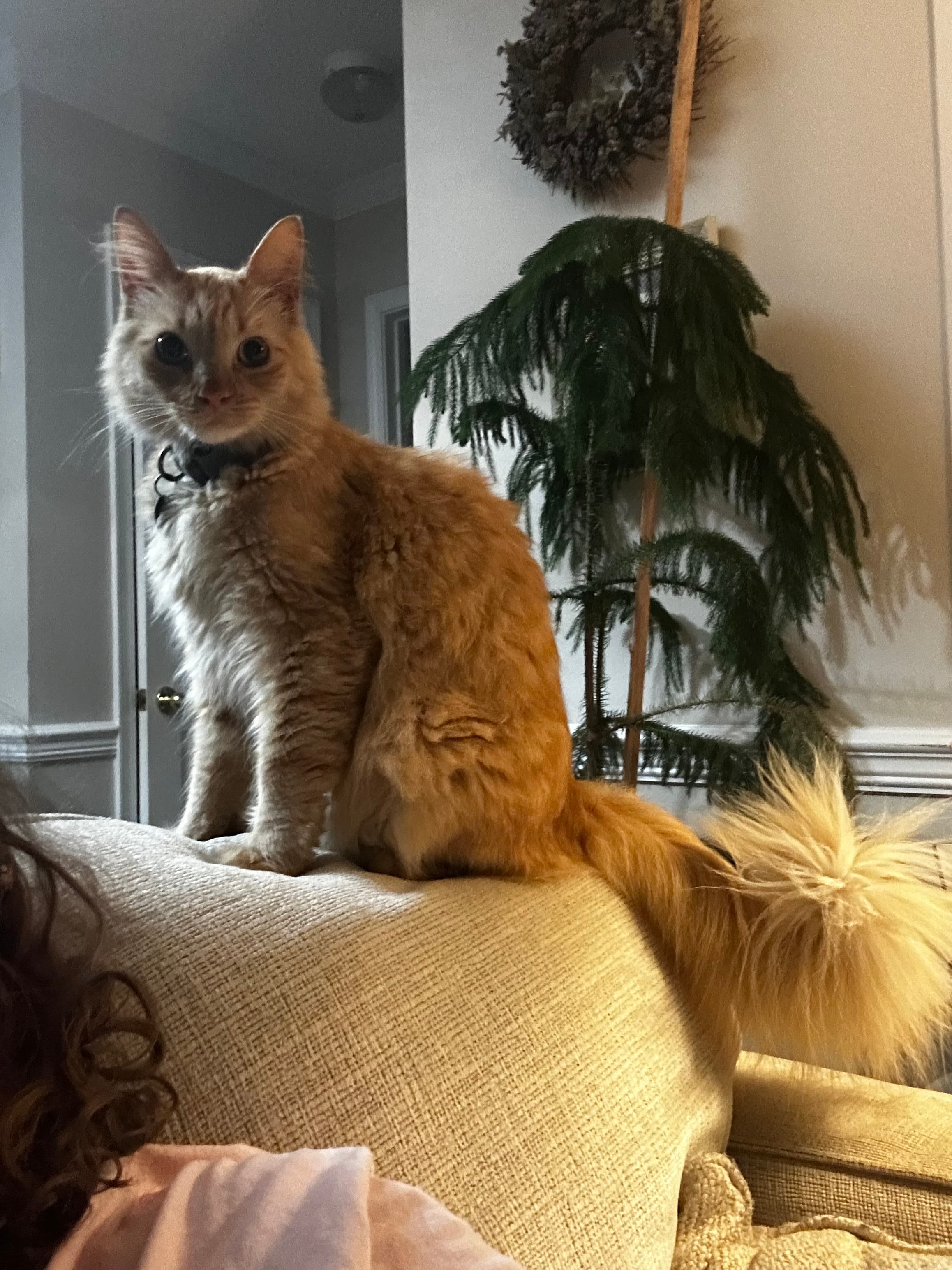 Garfield, back home in Alabama