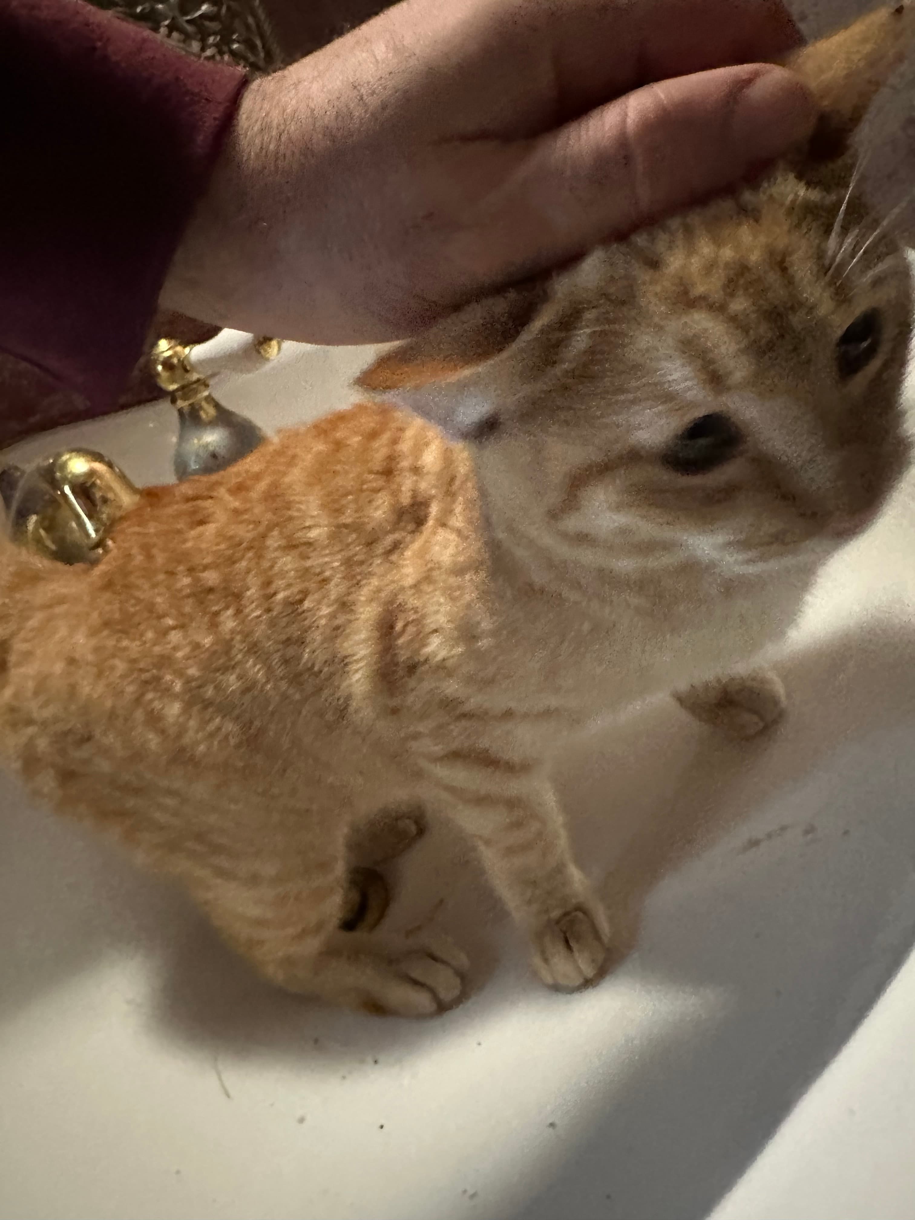 Nugget, back home in Texas
