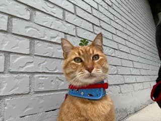 Pooty, back home in Texas