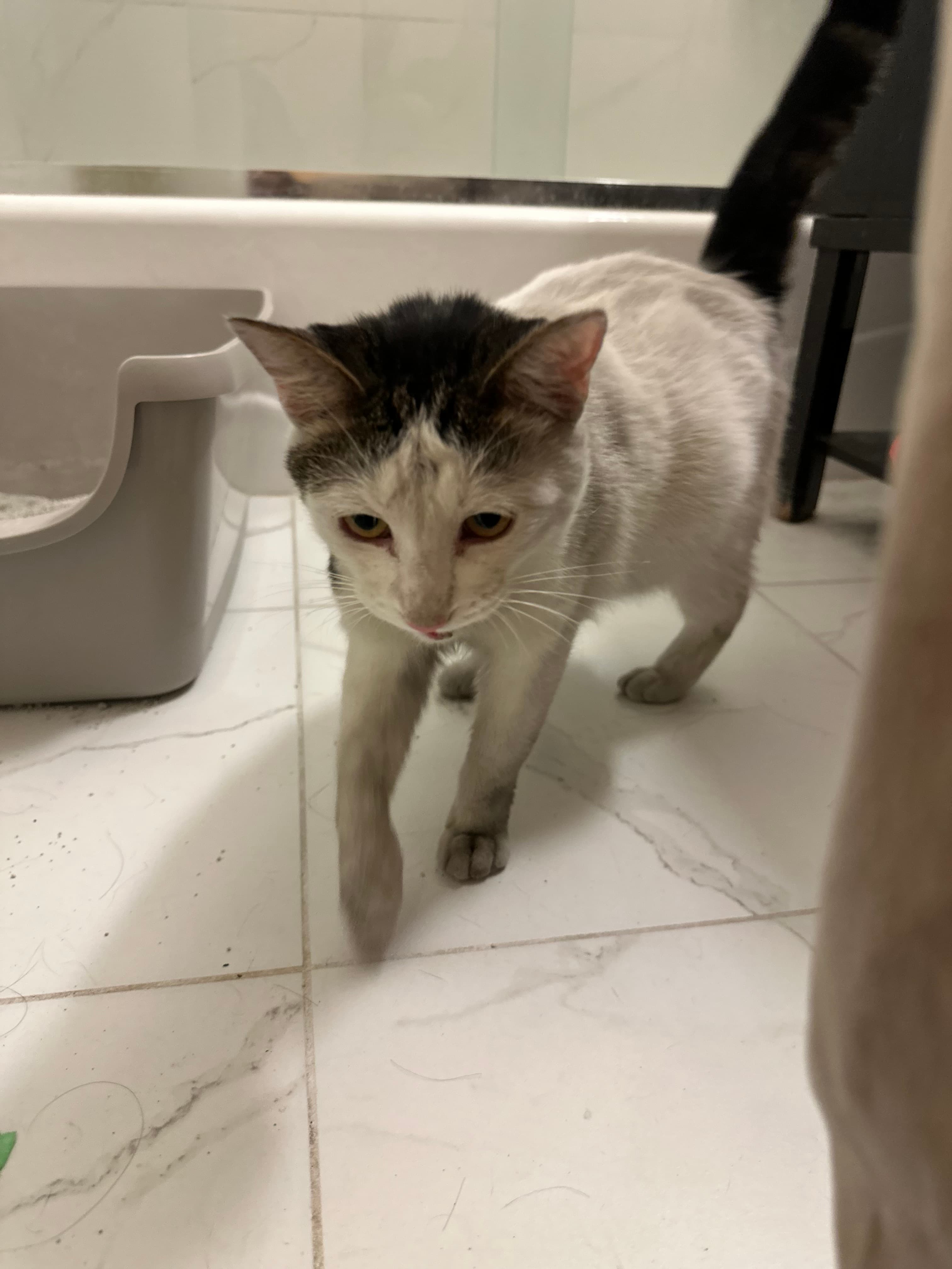 Tofu, back home in California