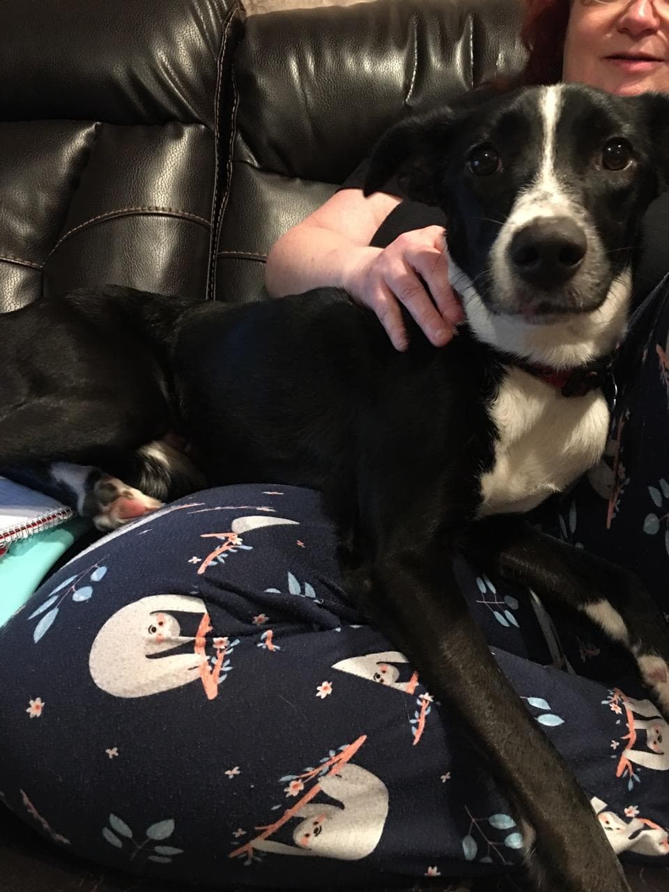 Sage, back home in Indiana