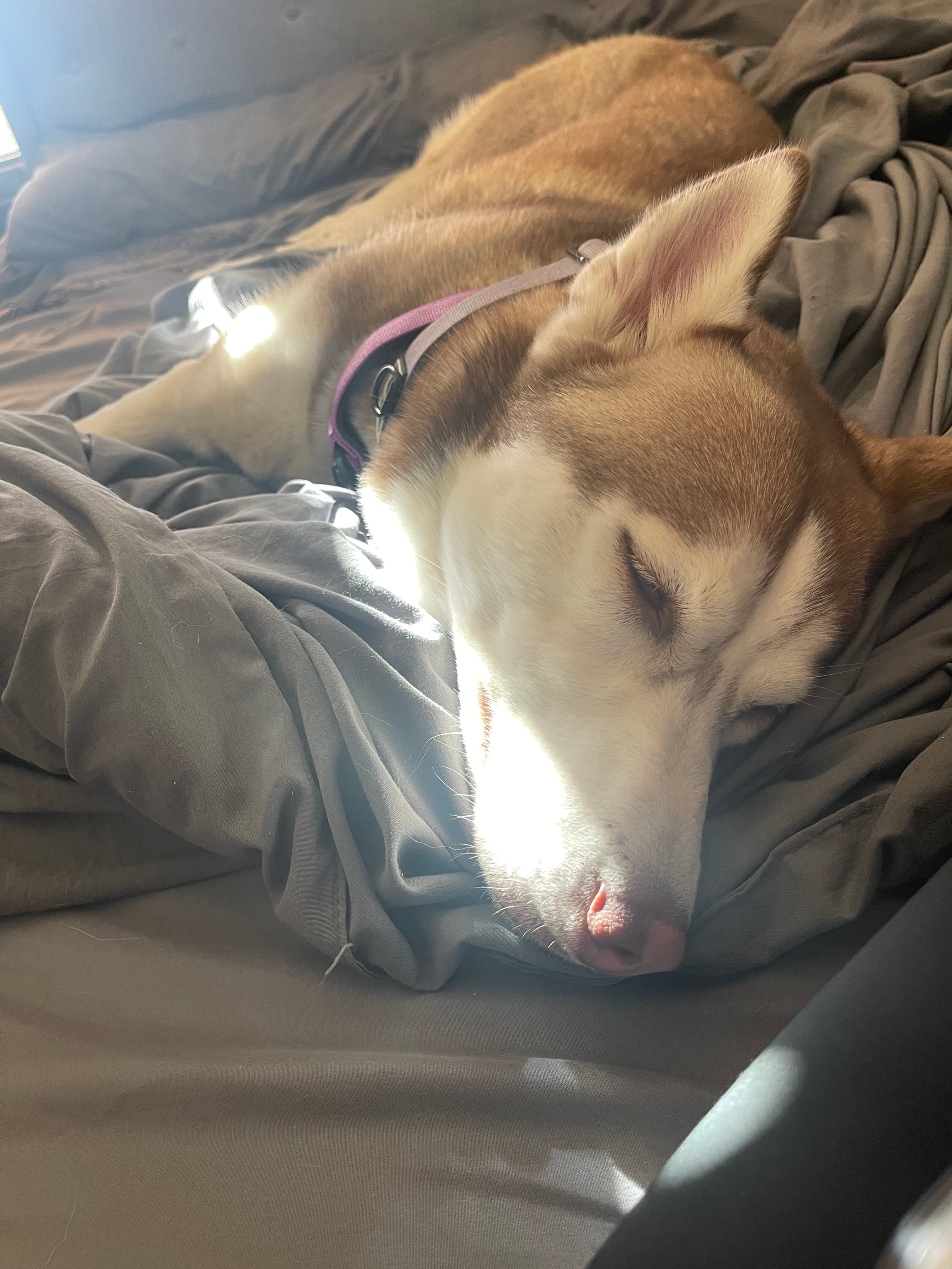Maggie, back home in New Mexico