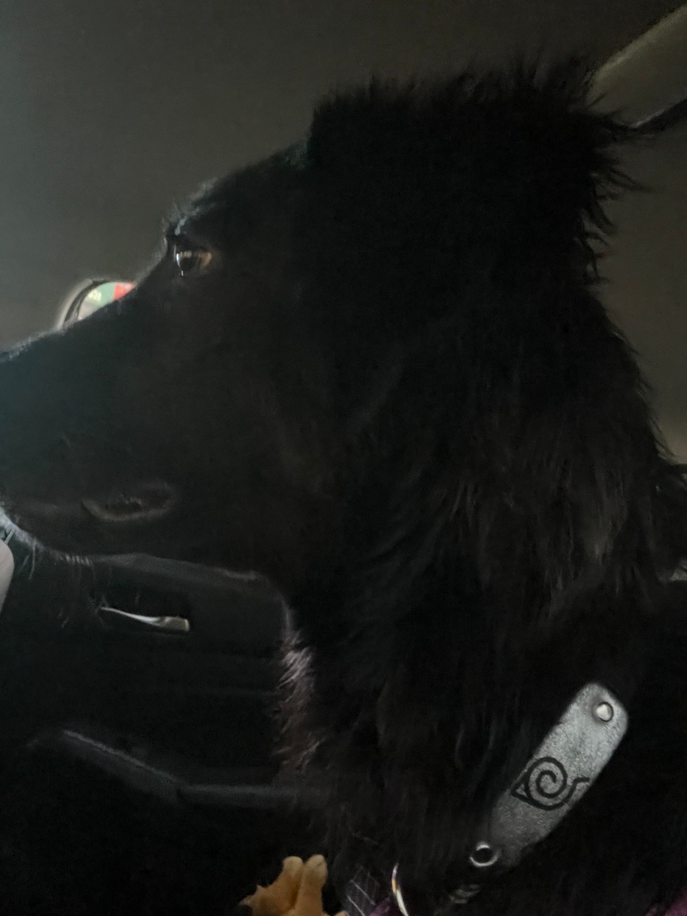 Sully, back home in California