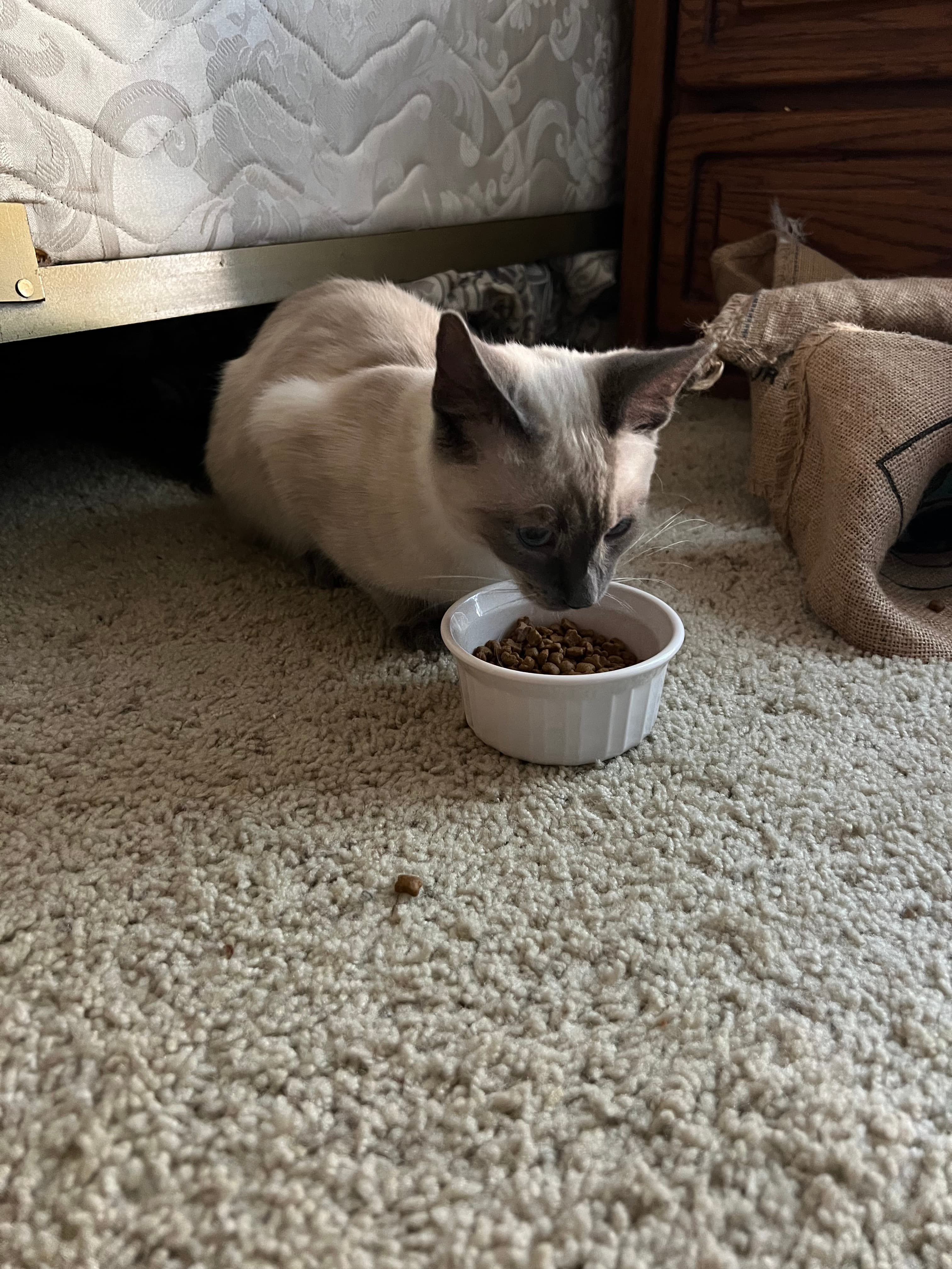 Ramses, back home in California