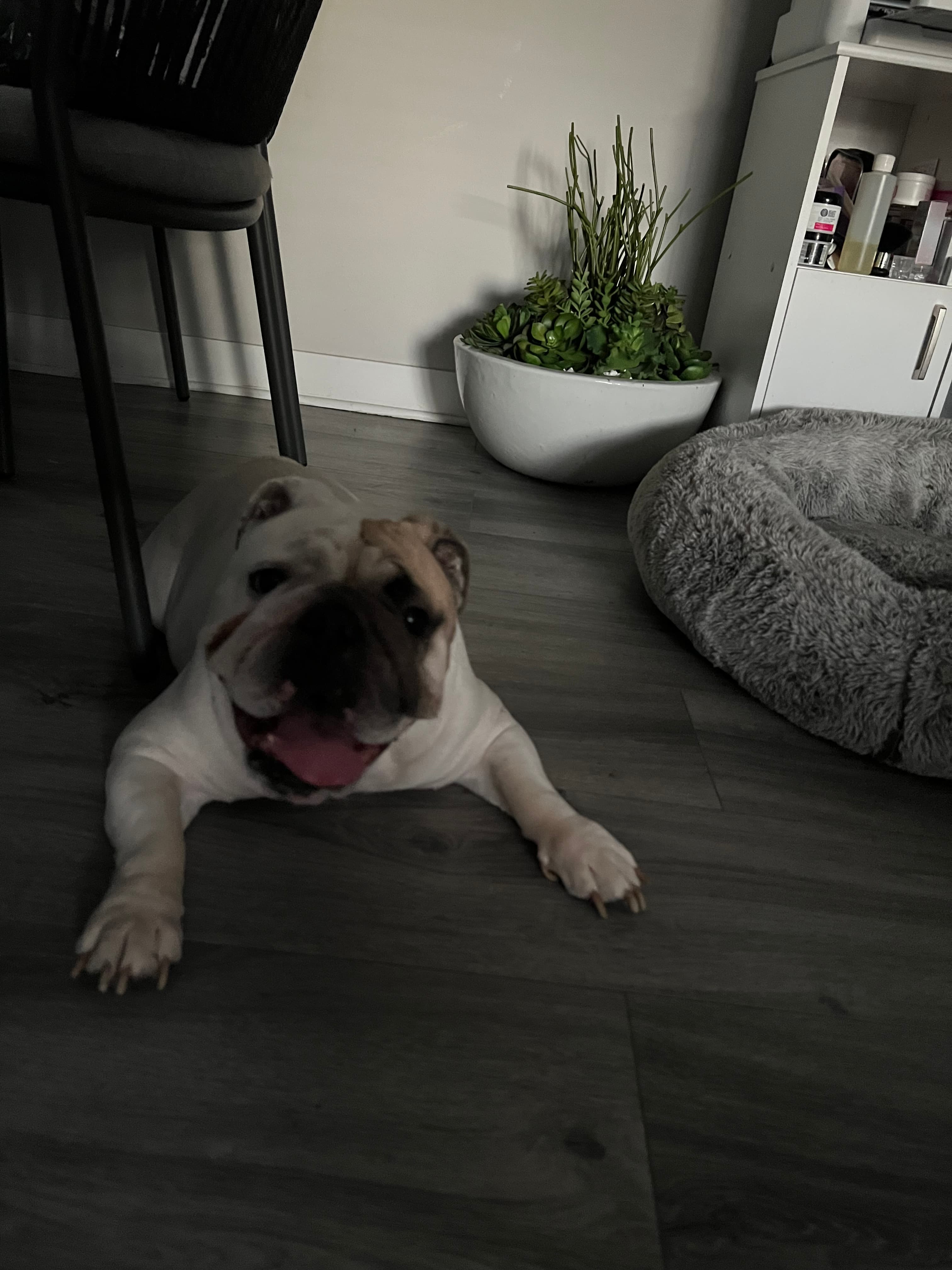 Molly, back home in California