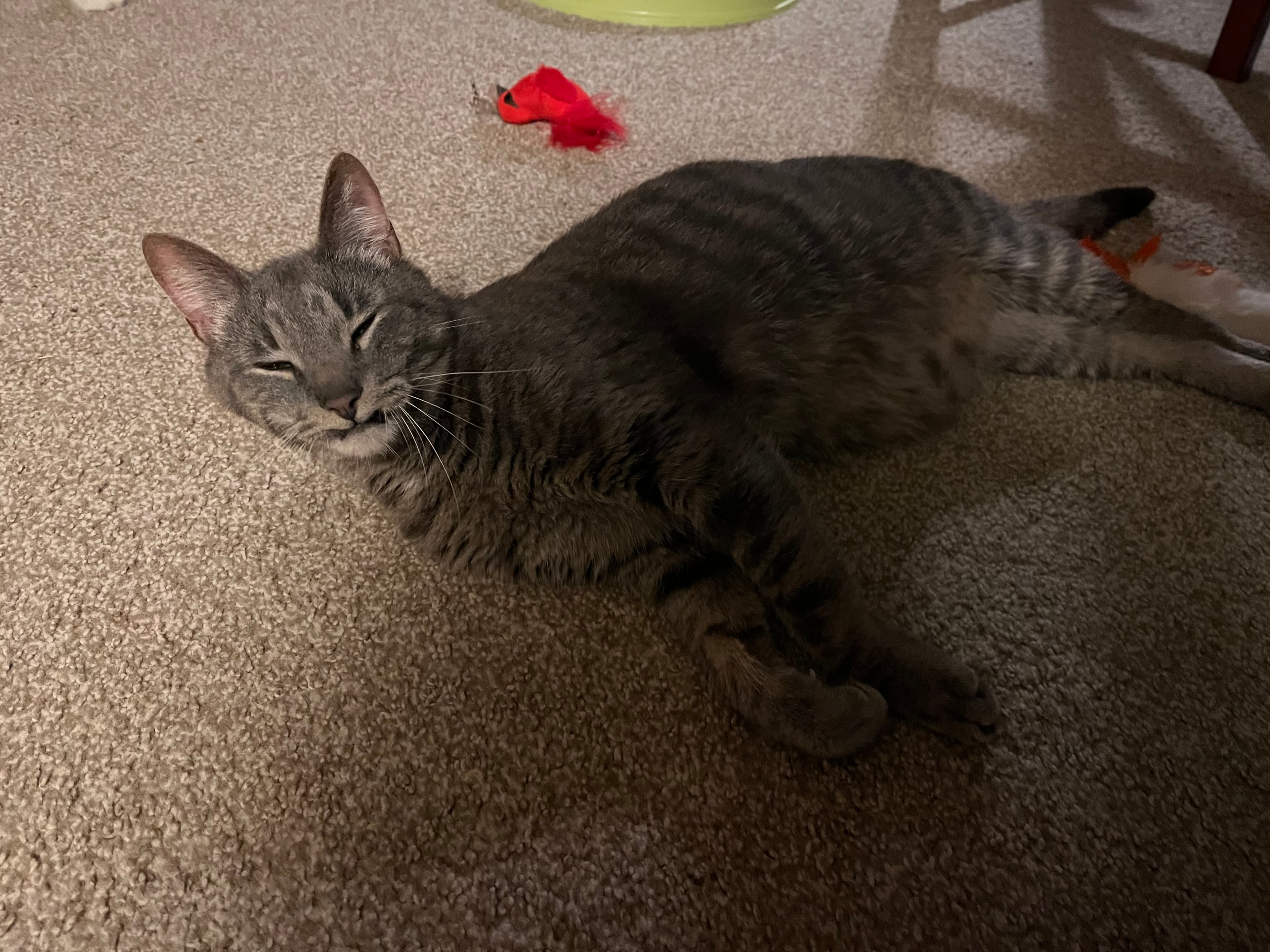 Minami, back home in Michigan