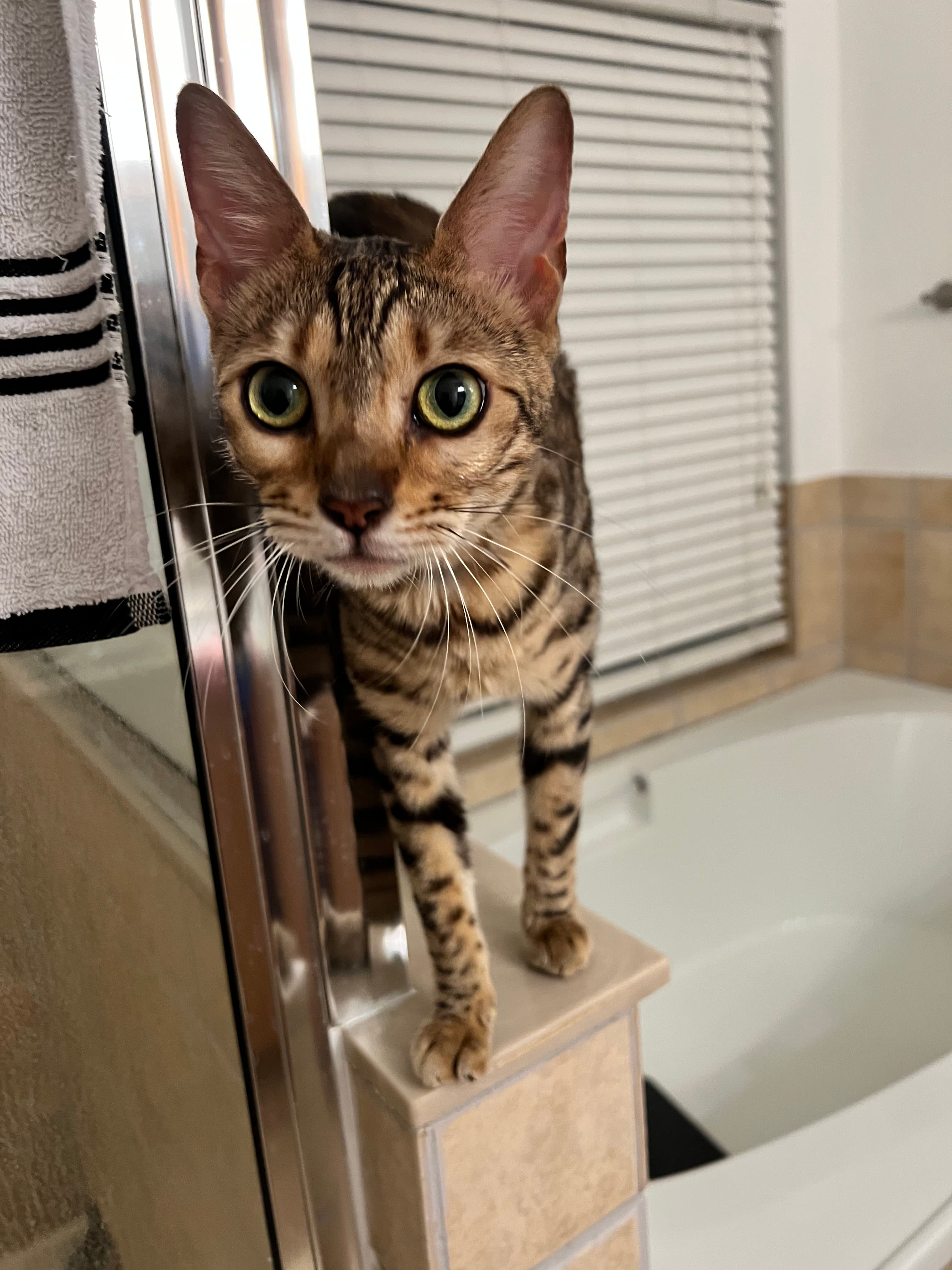 Mochi, back home in Florida