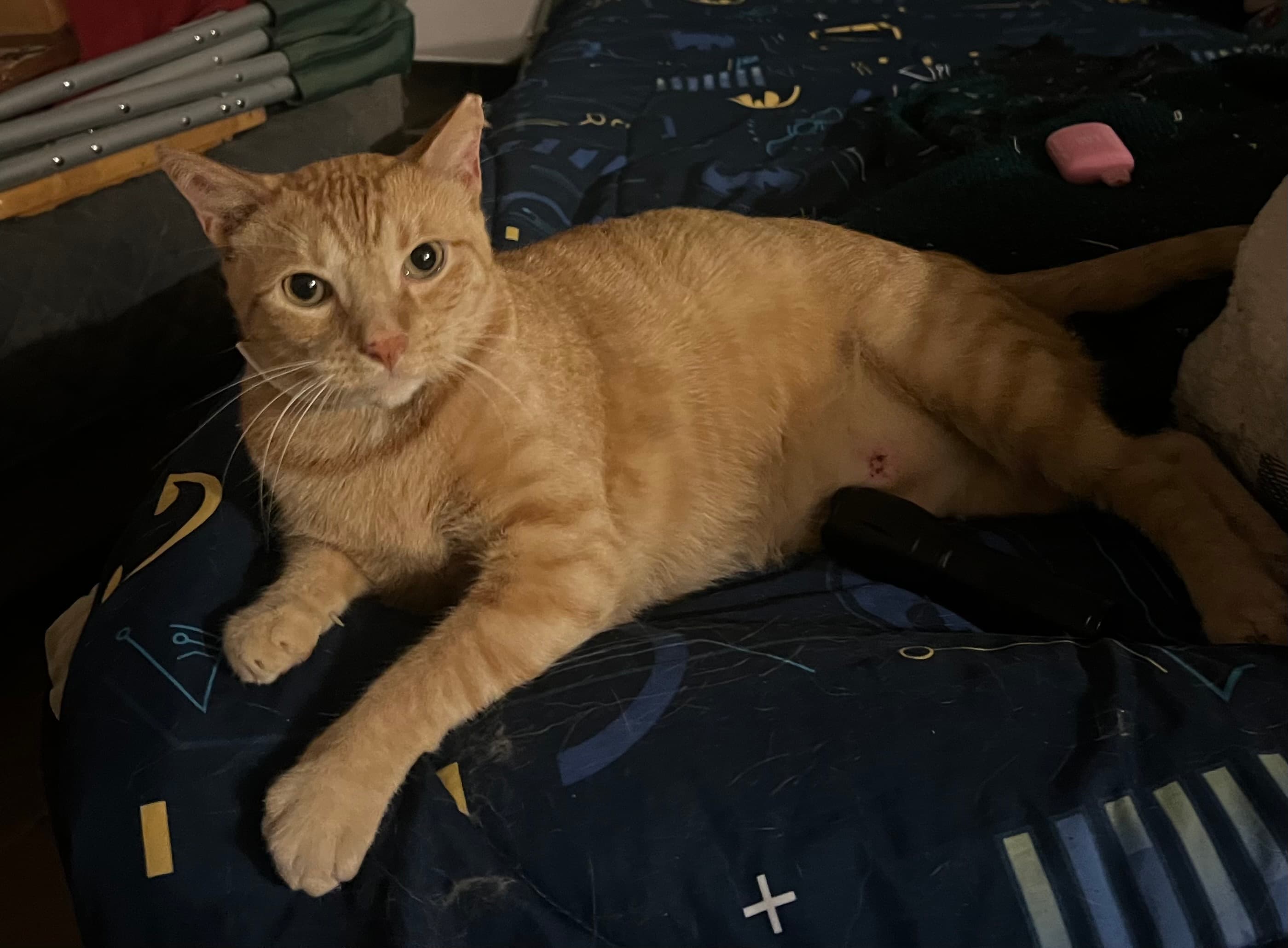 Pumpkin, back home in Texas