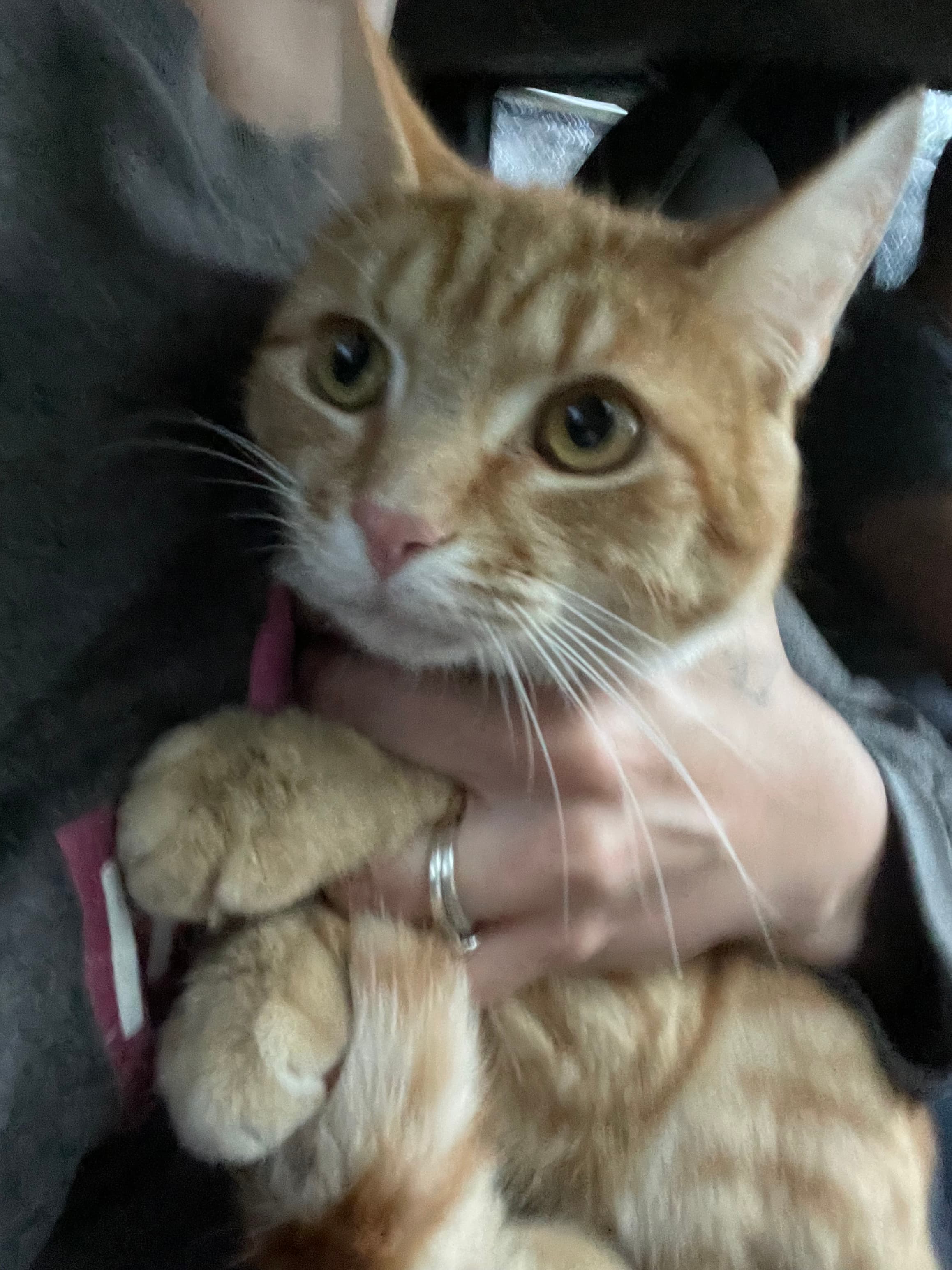 Leo, back home in Ohio
