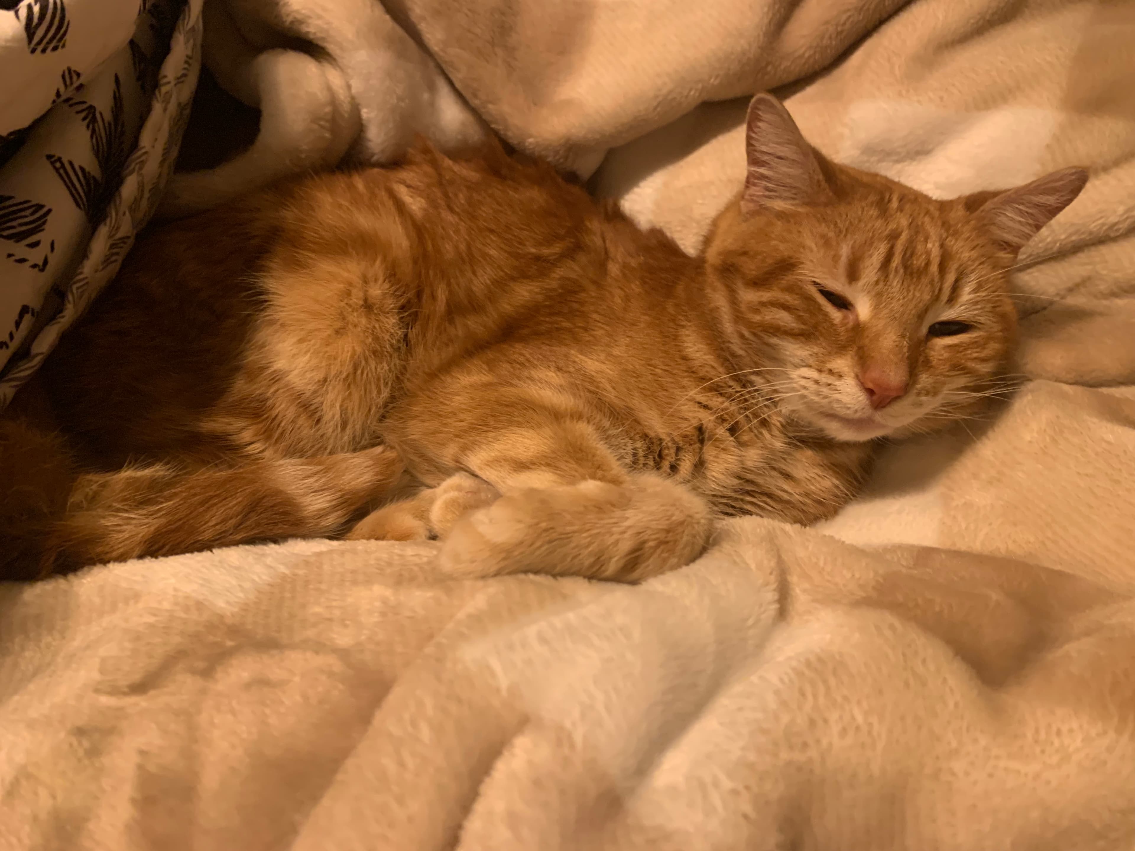 Rusty, back home in Missouri