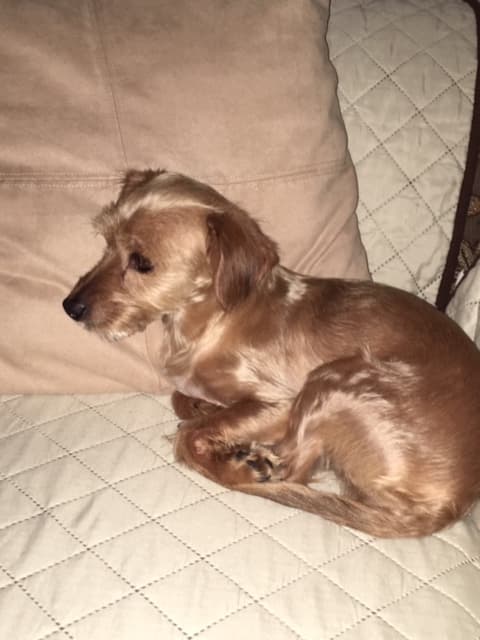 Pepito, back home in Fresno CA
