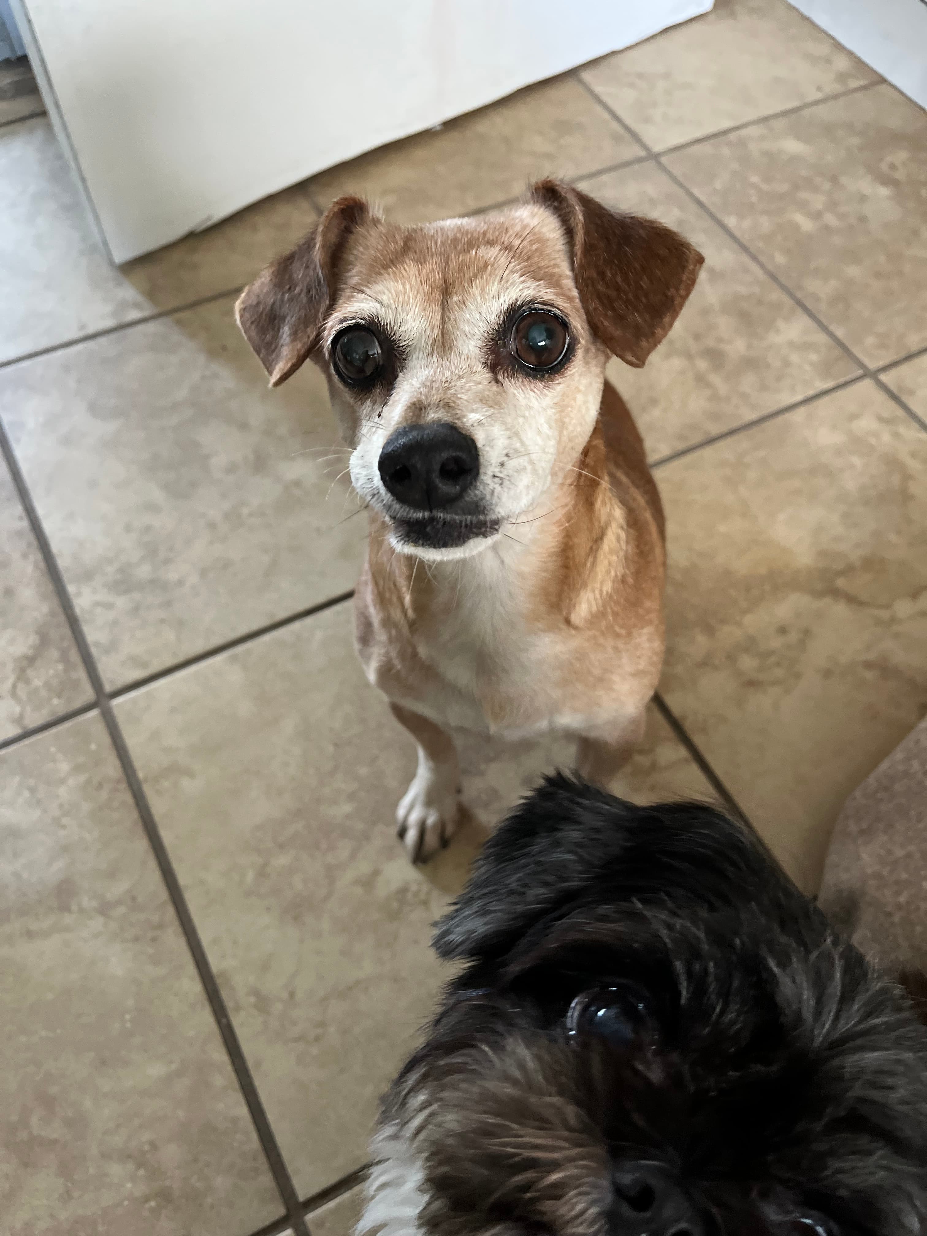Precious, back home in California