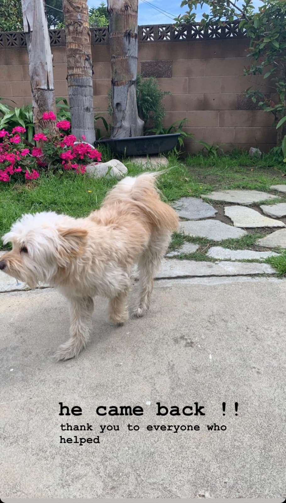 Toto, back home in California