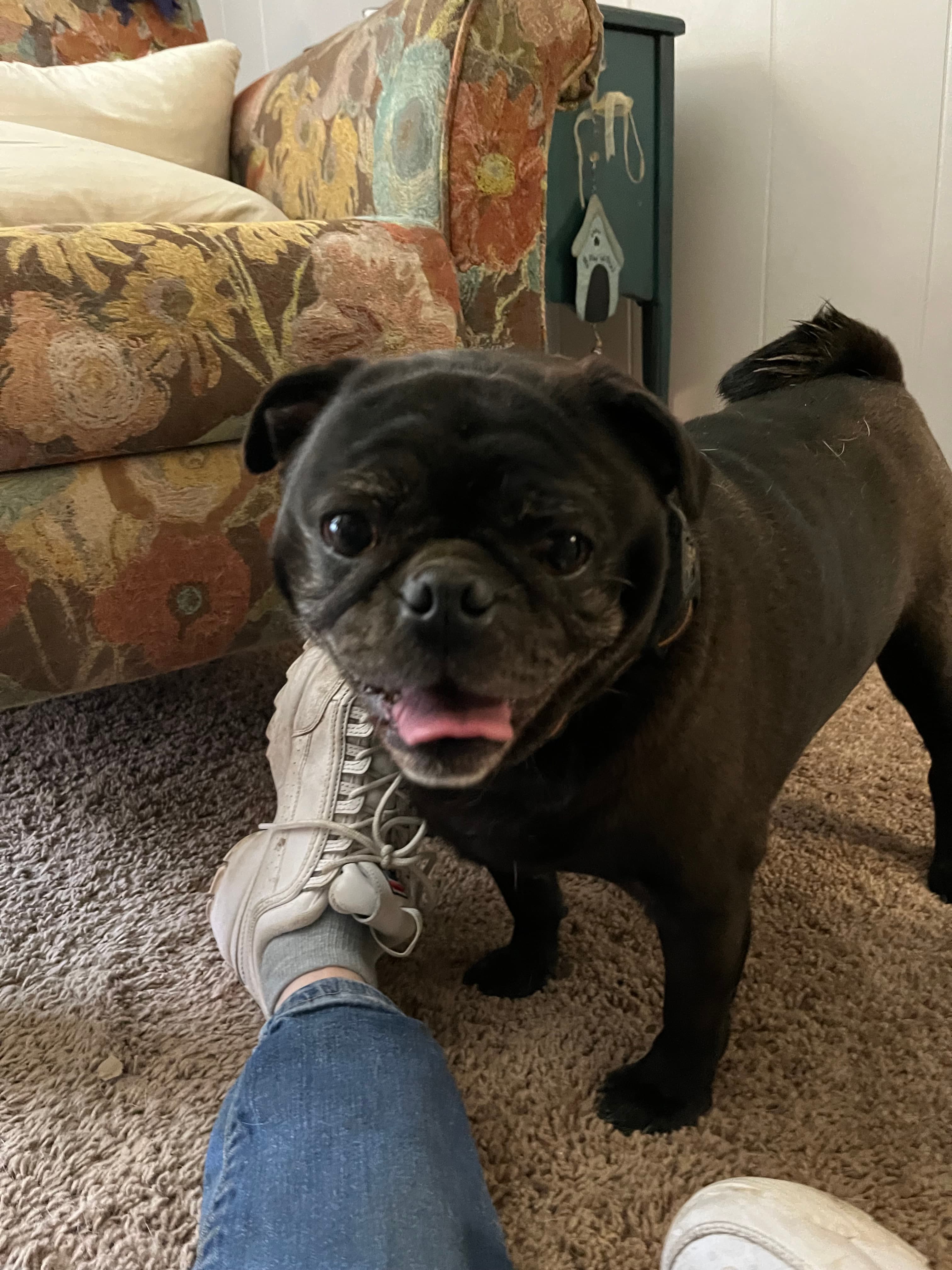 Portia, back home in Ohio