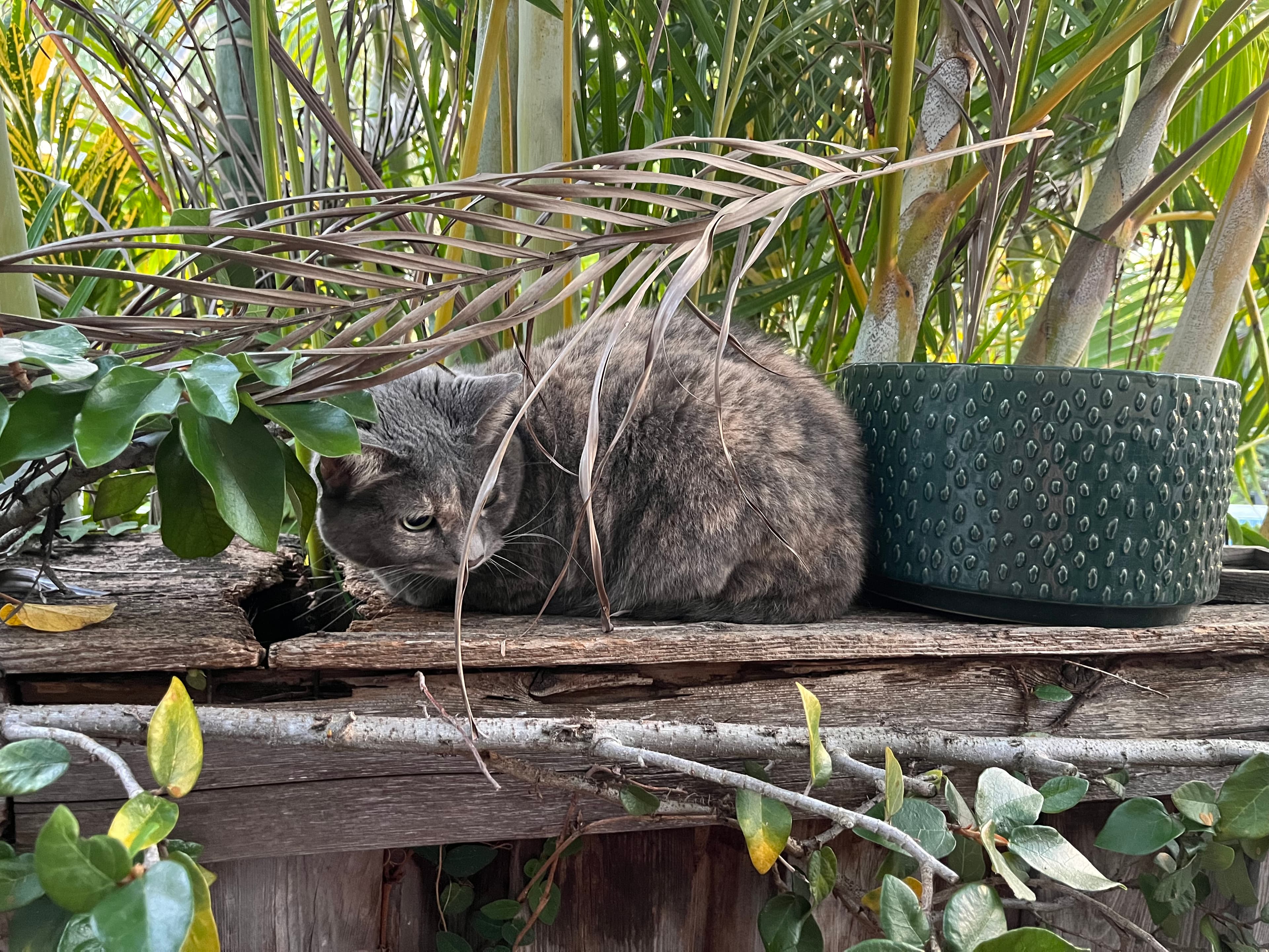 Tiger Lily, back home in Florida