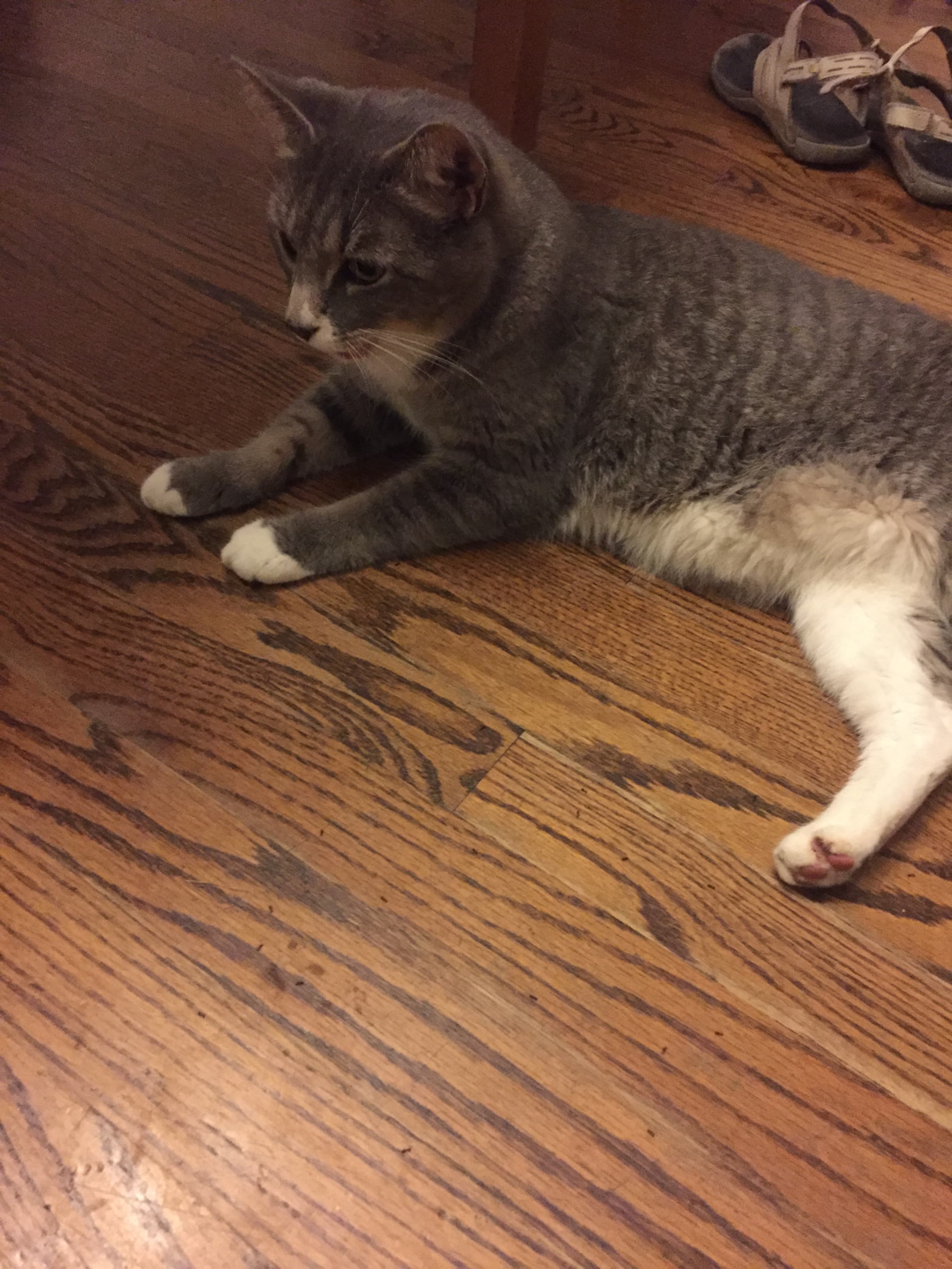 Beta, back home in chicago IL