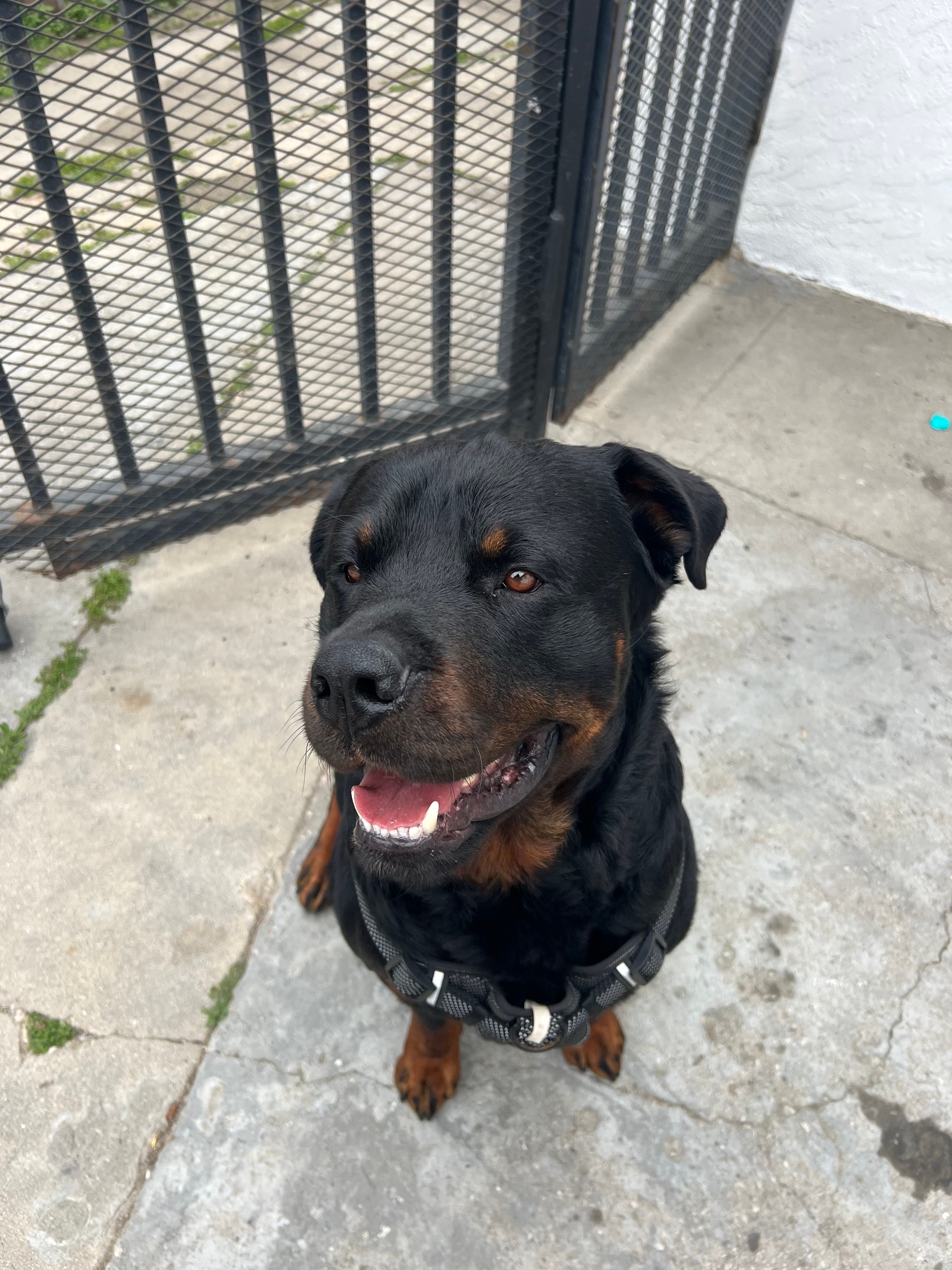 Simba, back home in California