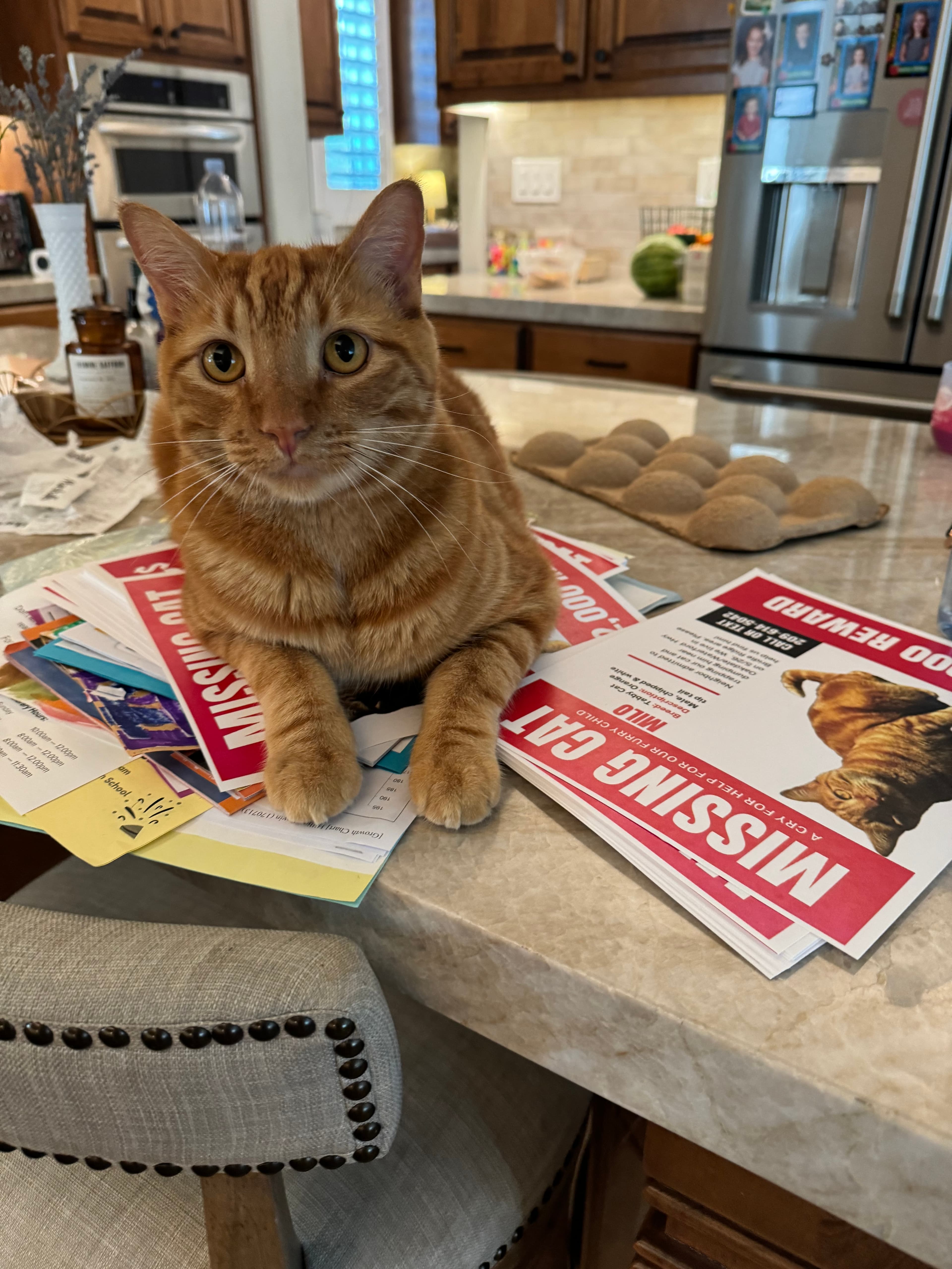 Milo, back home in California