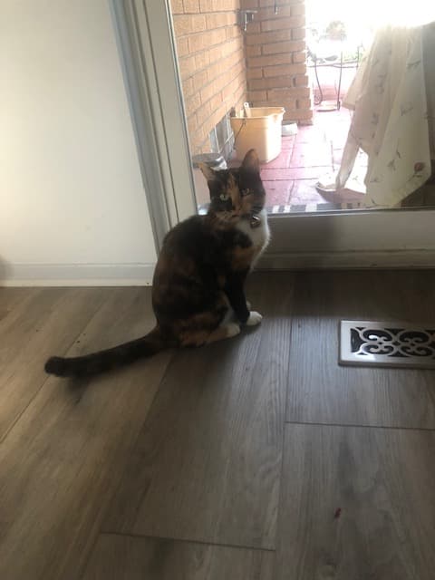 Cora, back home in Michigan