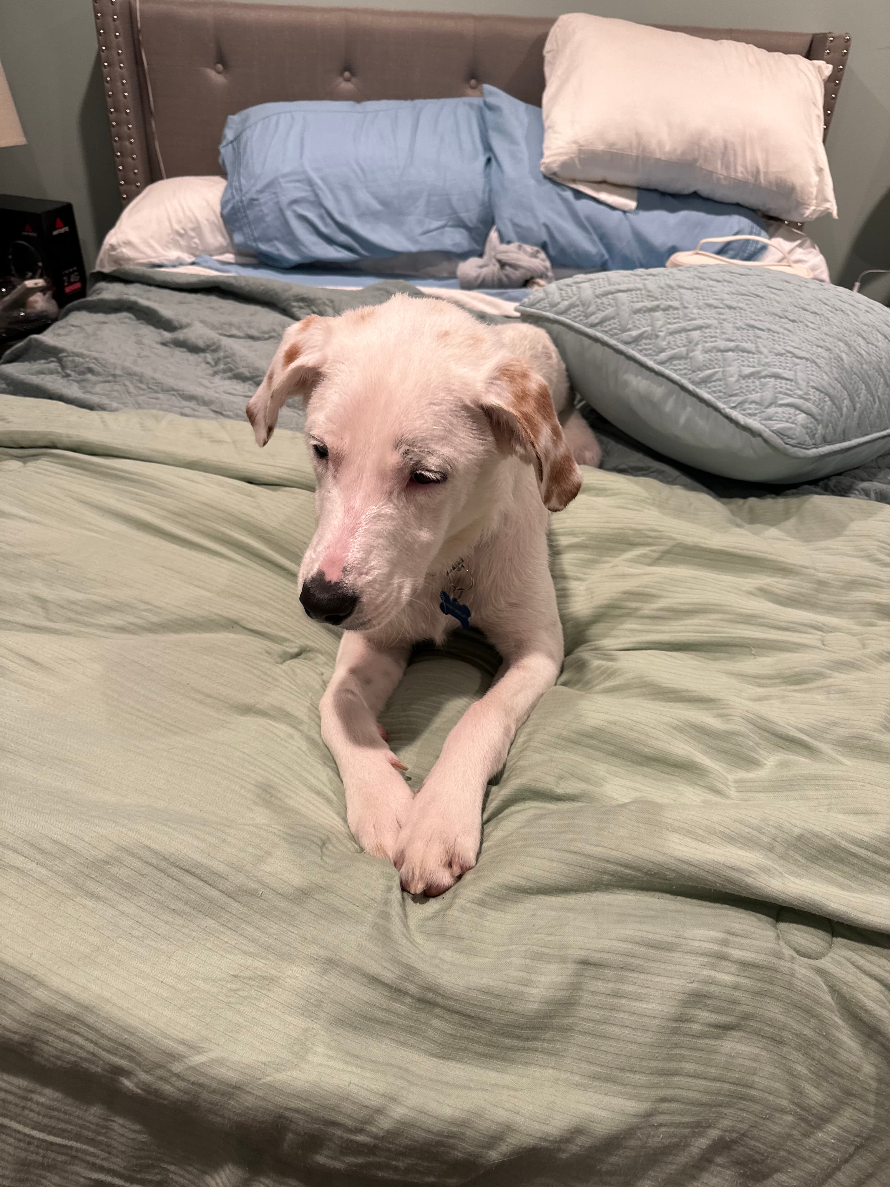 Honey Biscuit, back home in New York