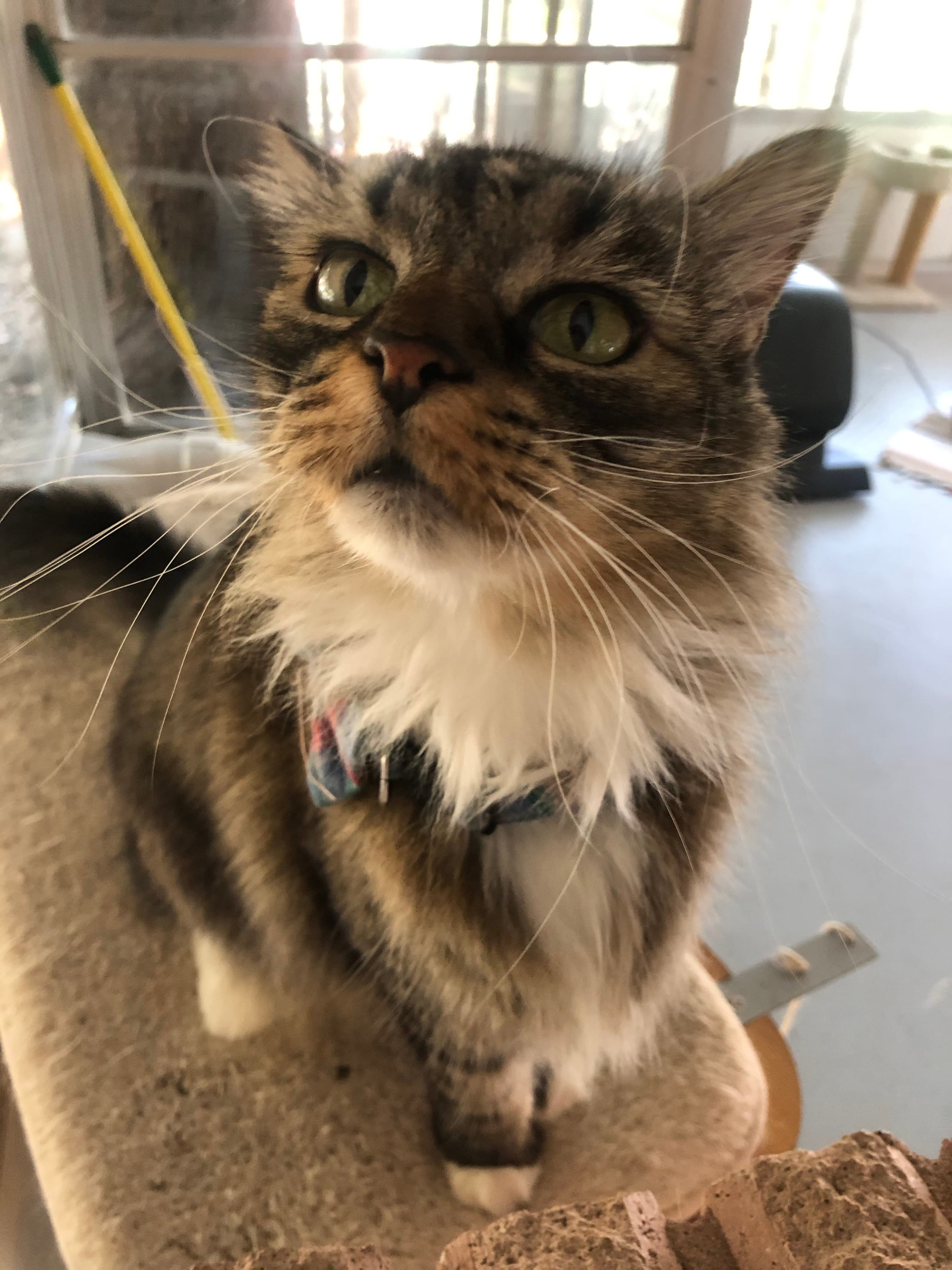 Gremlin, back home in Texas