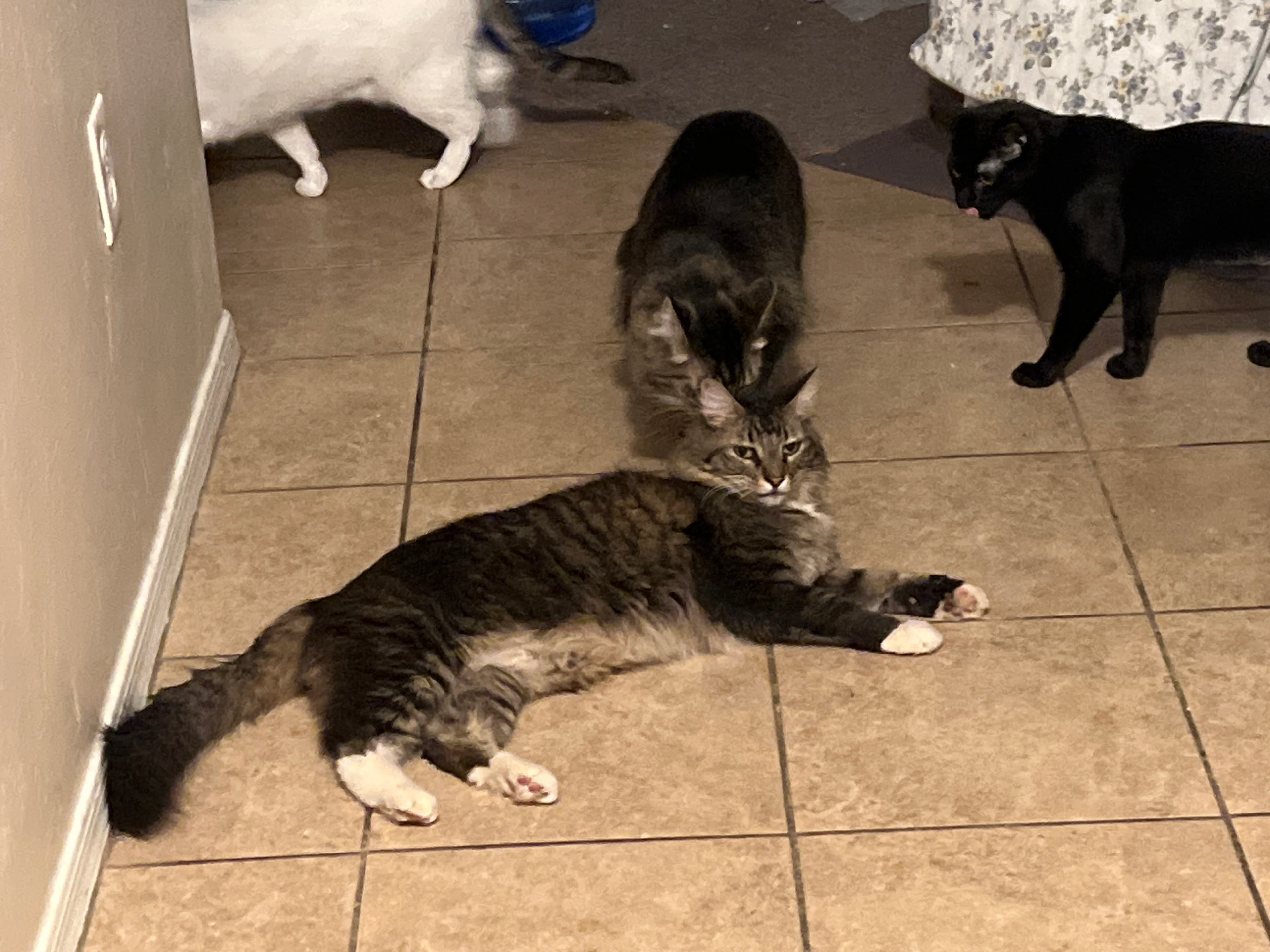 Tiggee, back home in Arizona