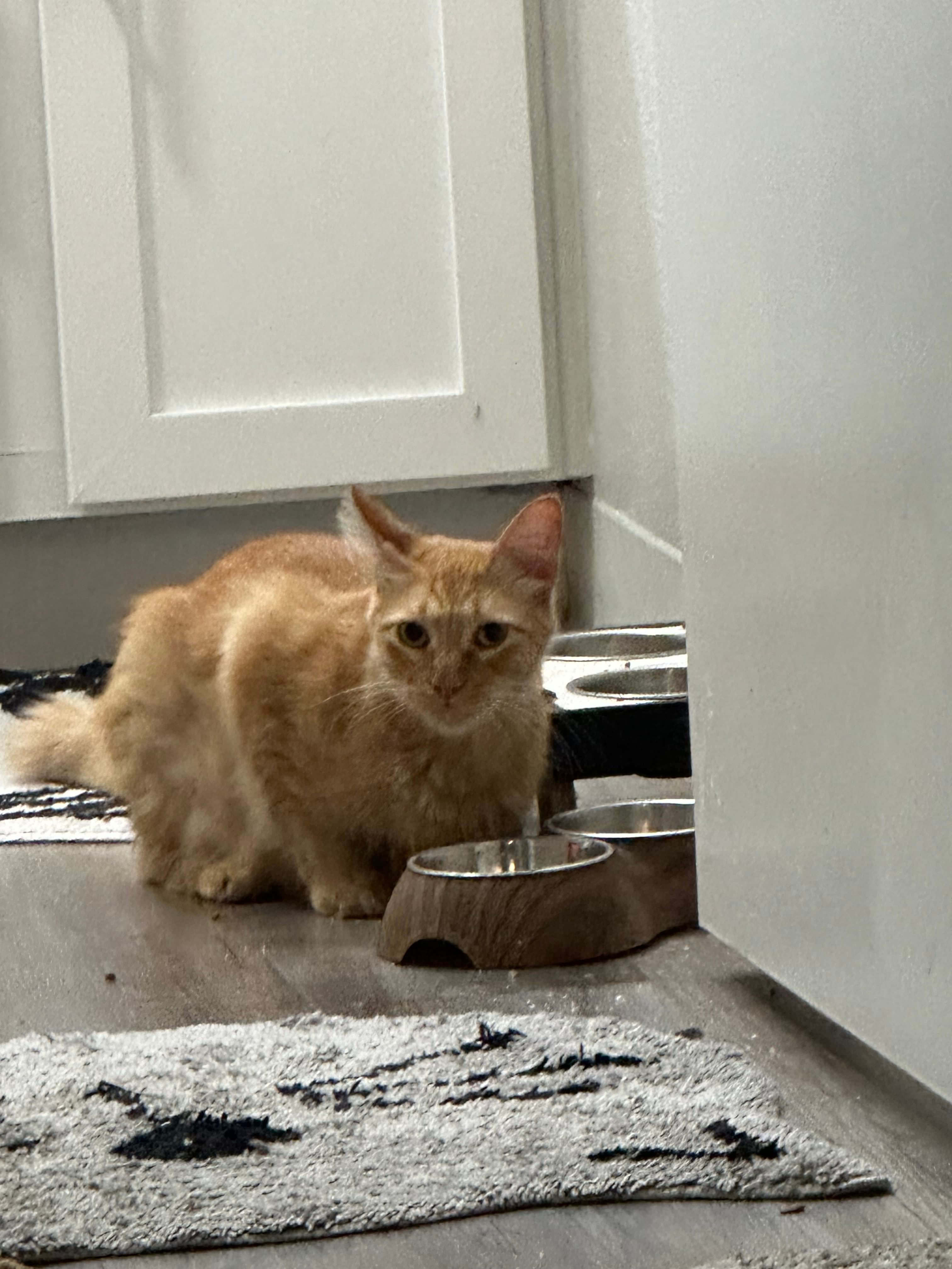 Flynn, back home in Texas