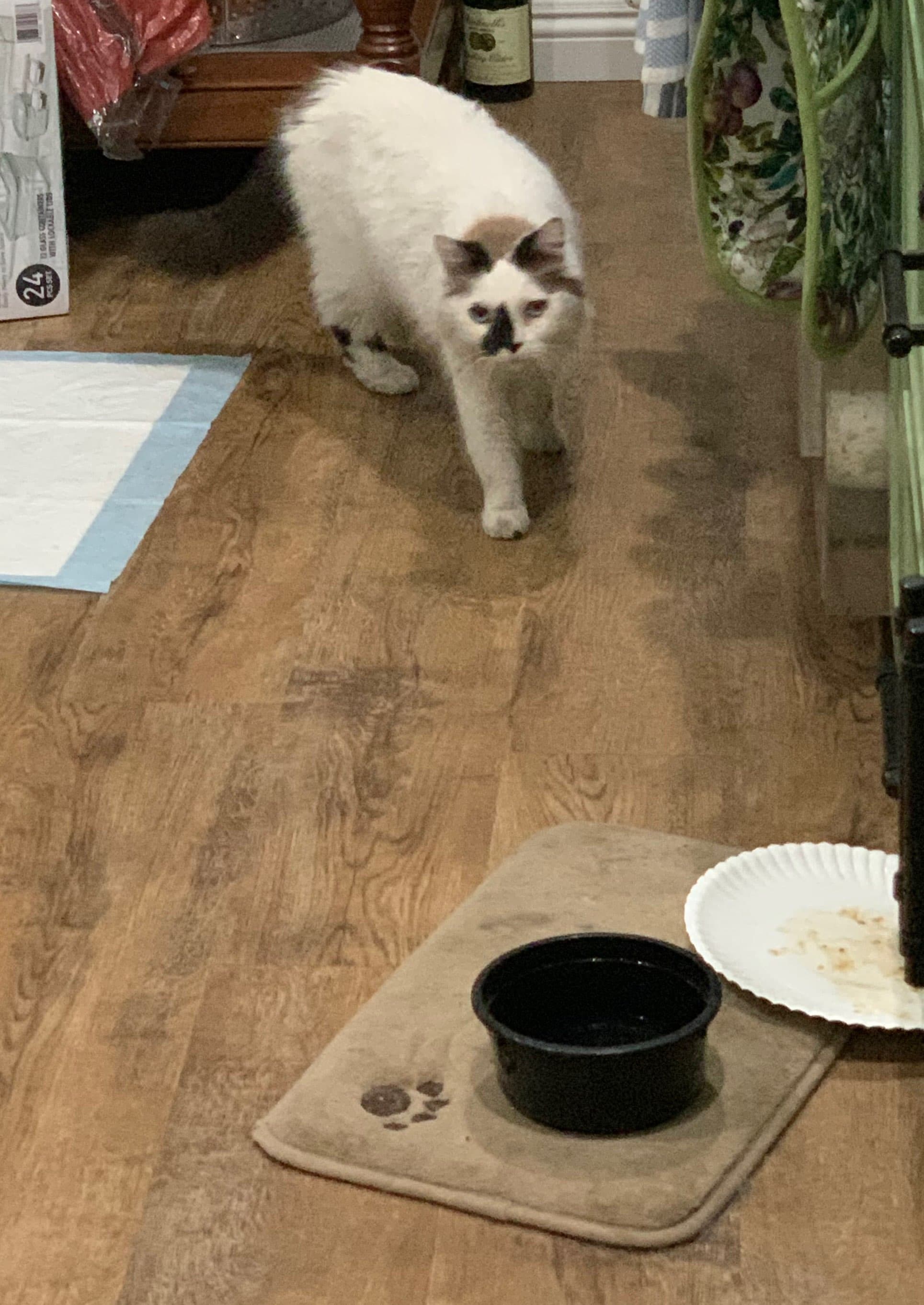 Harvey, back home in California