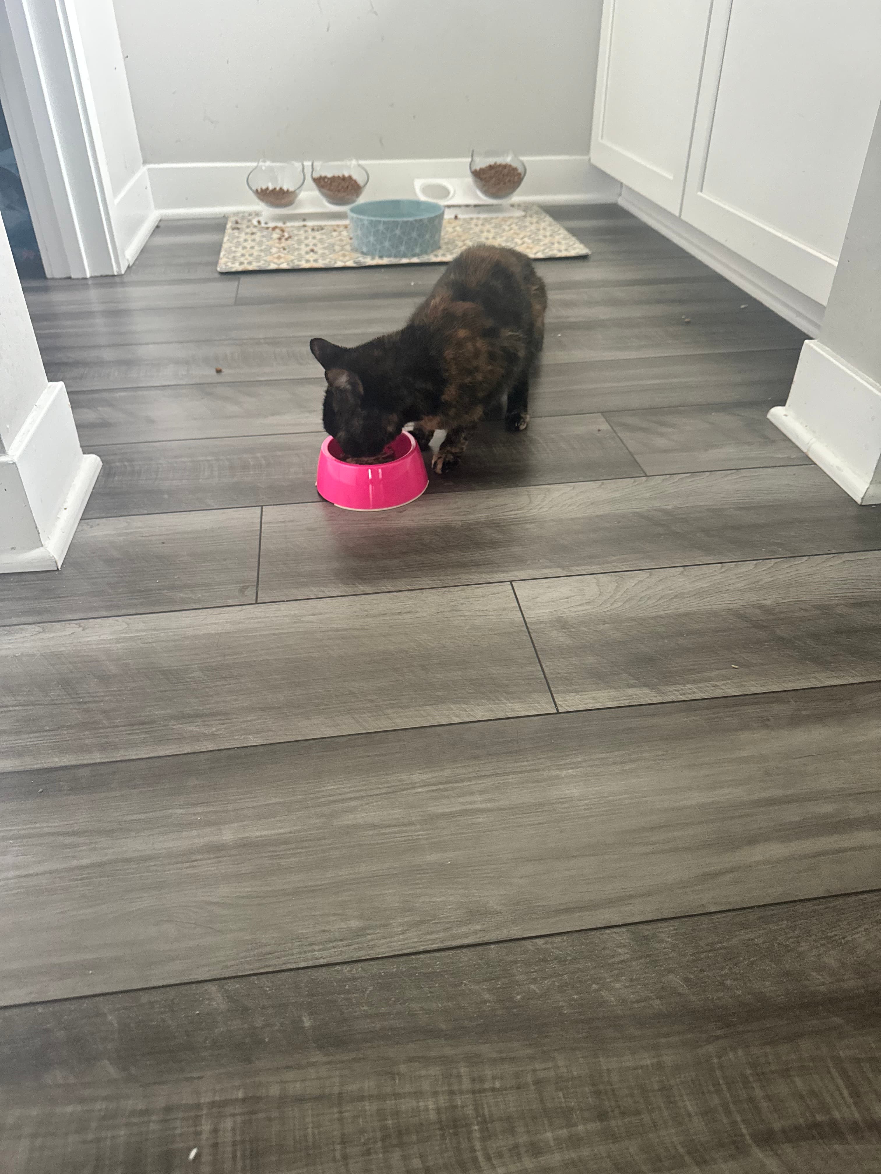 Hoenie, back home in Indiana