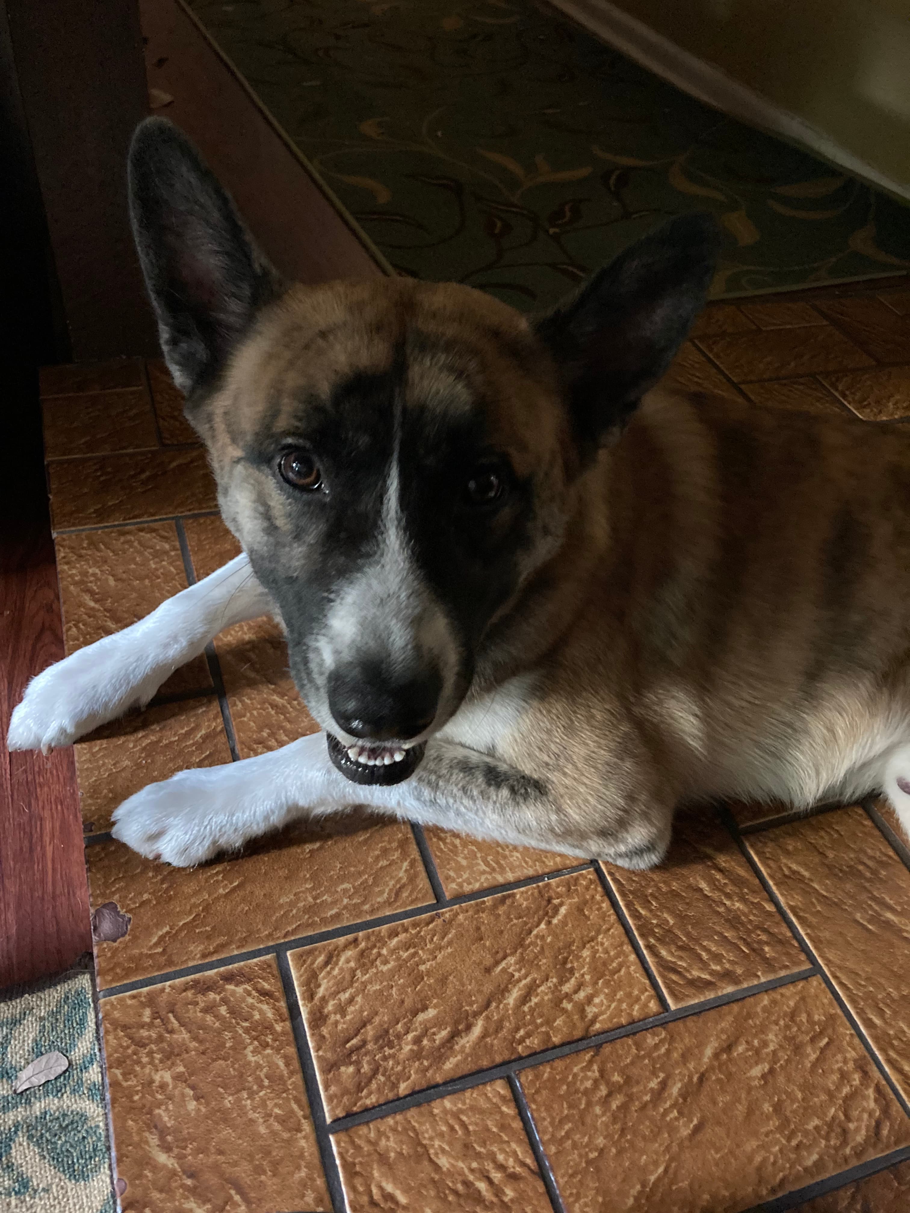 Beau, back home in Texas