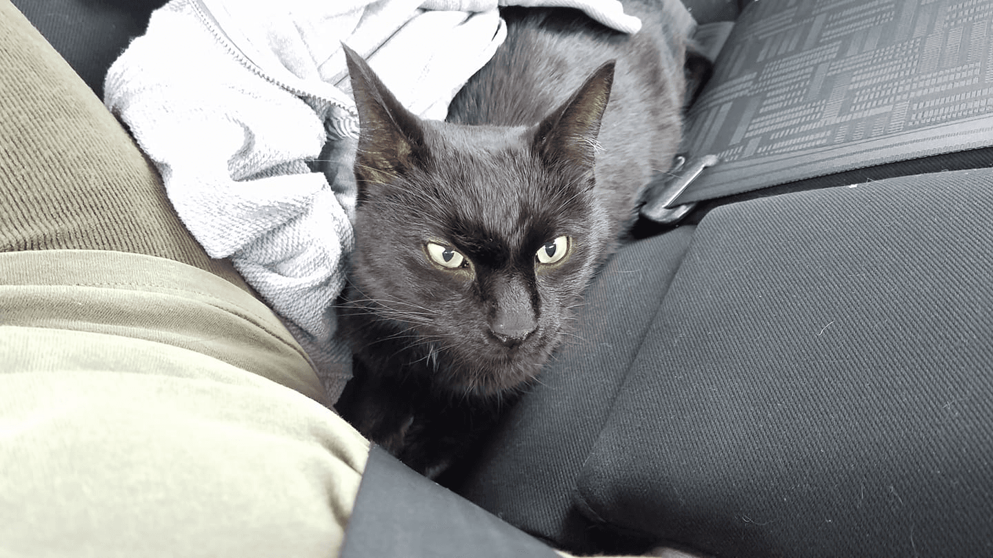 Jaxon, back home in Downingtown, PA PA