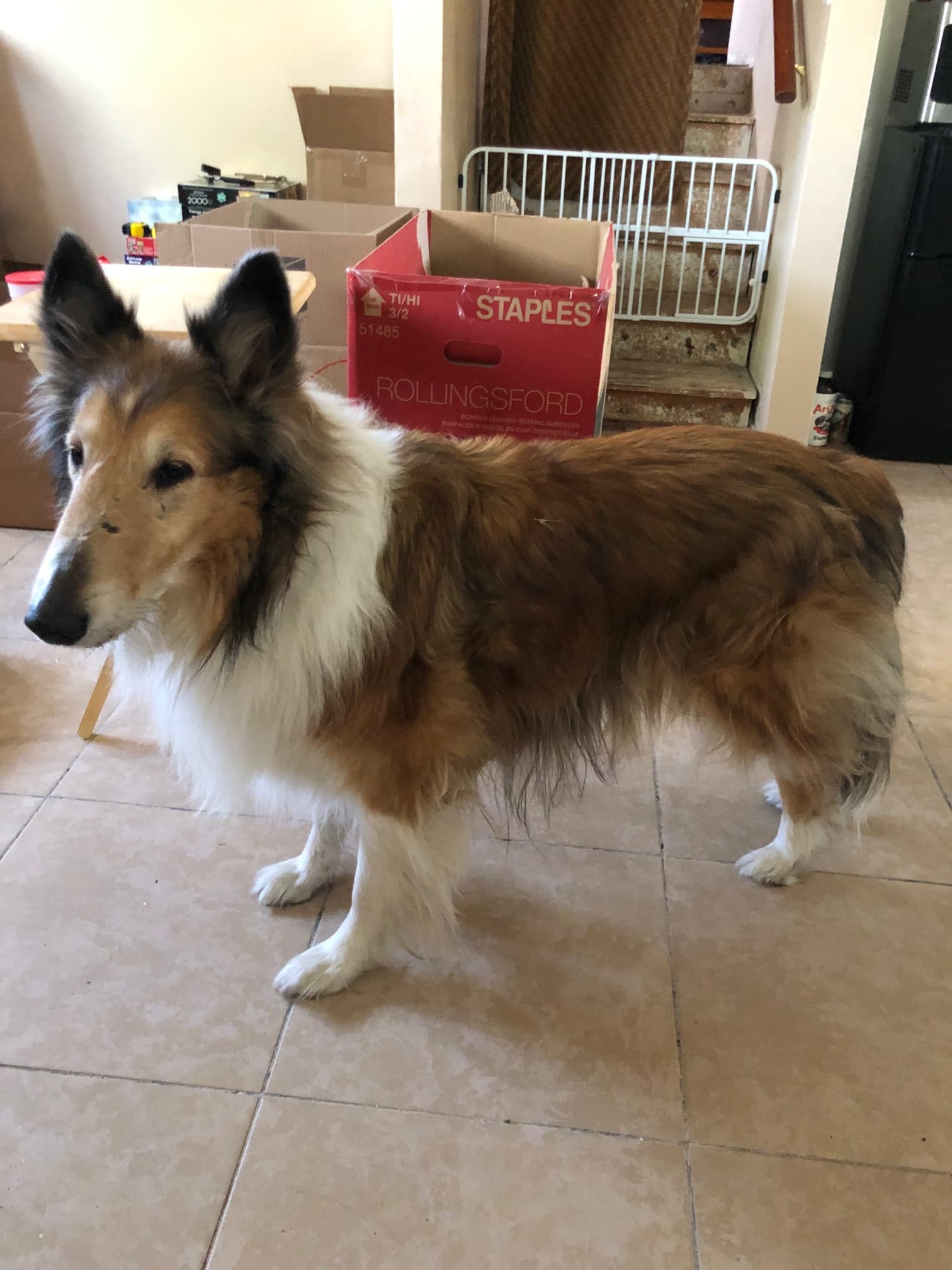 Joey or JoJo, back home in Las Vegas NV