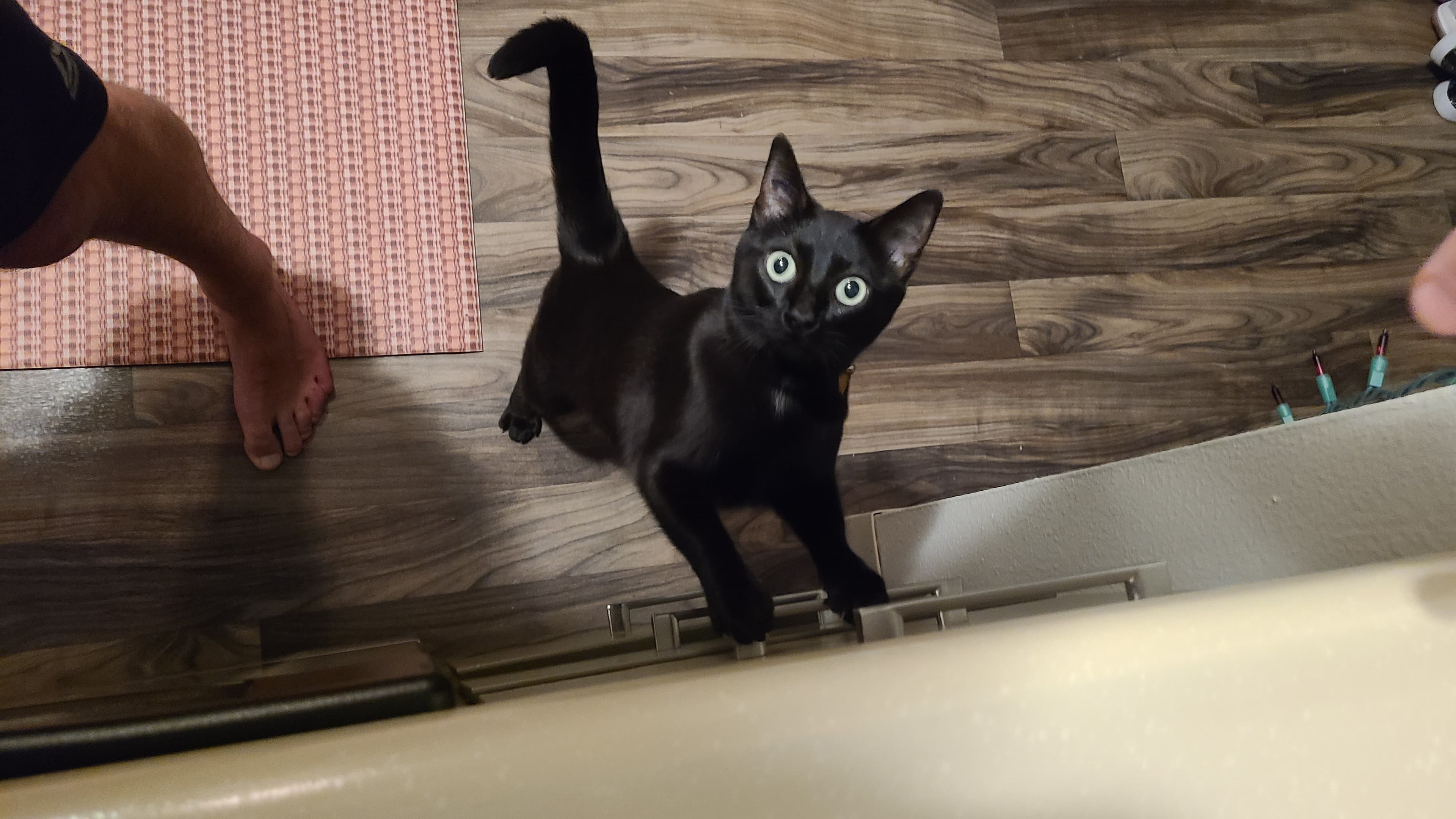 Spirit(kitty), back home in Oregon