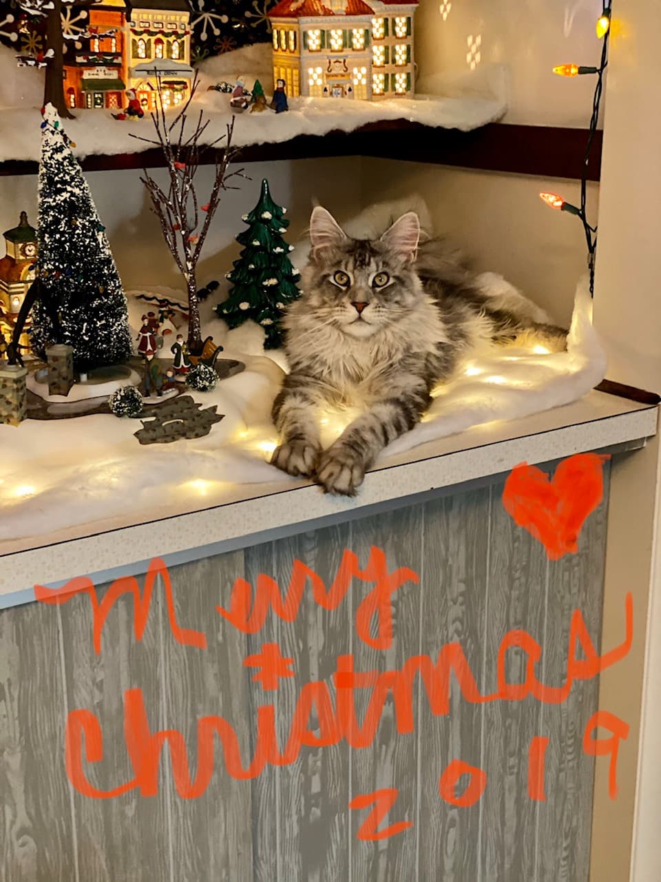 Leo, back home in Ohio