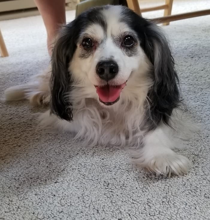 Maggie May, back home in West Lafayette IN