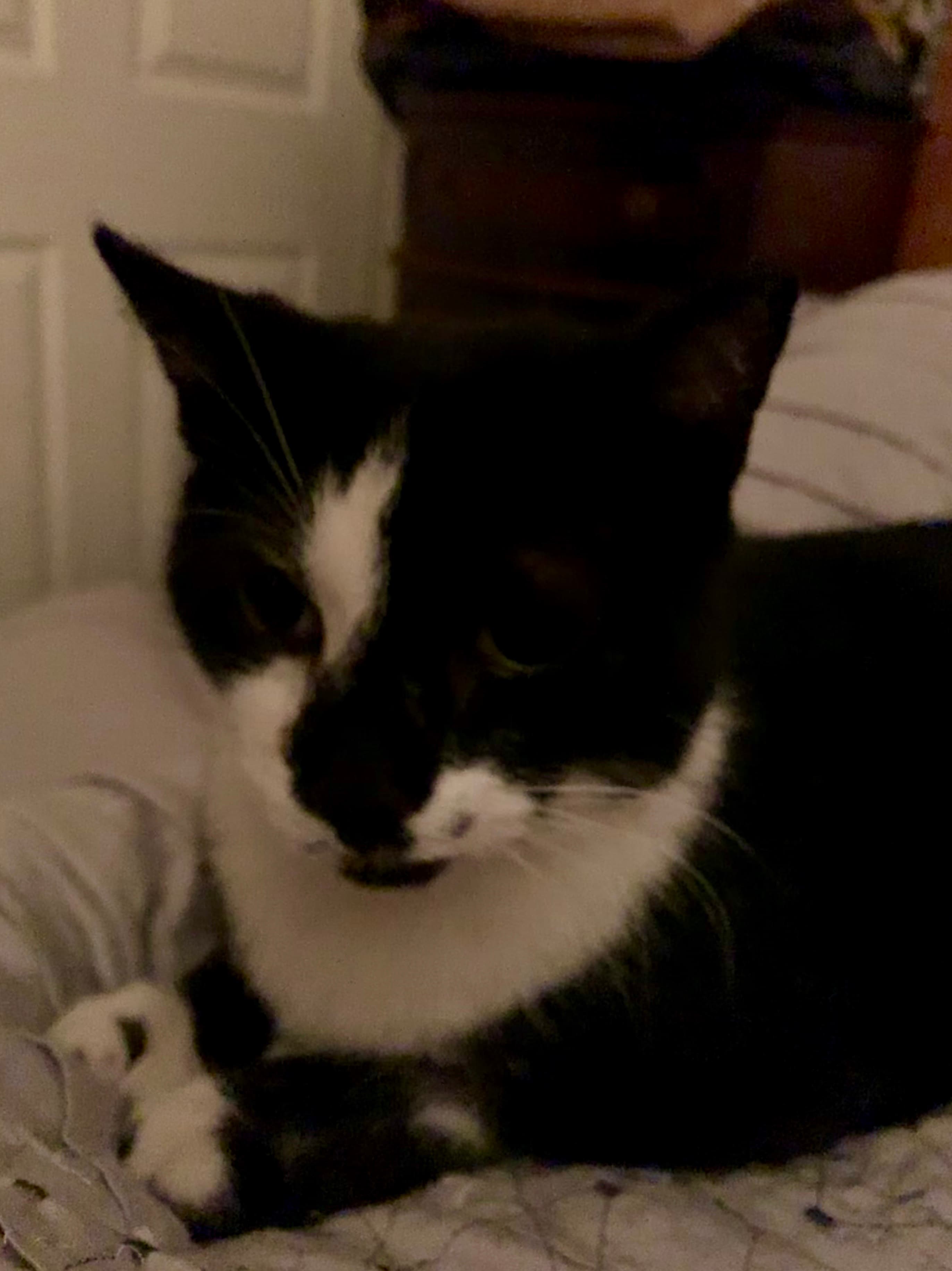 Mangy, back home in Chicago IL