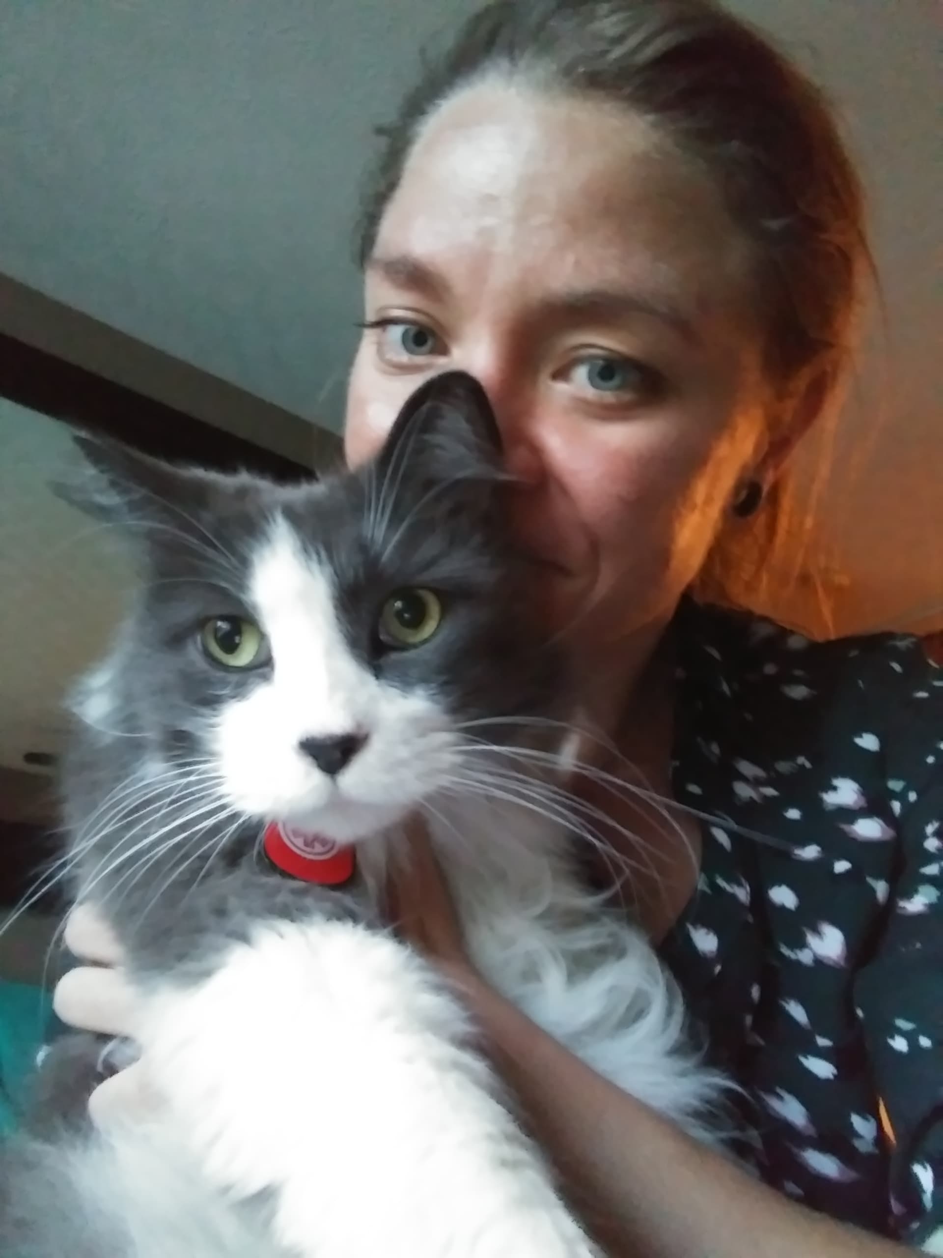 Remi, back home in Lewis Center OH