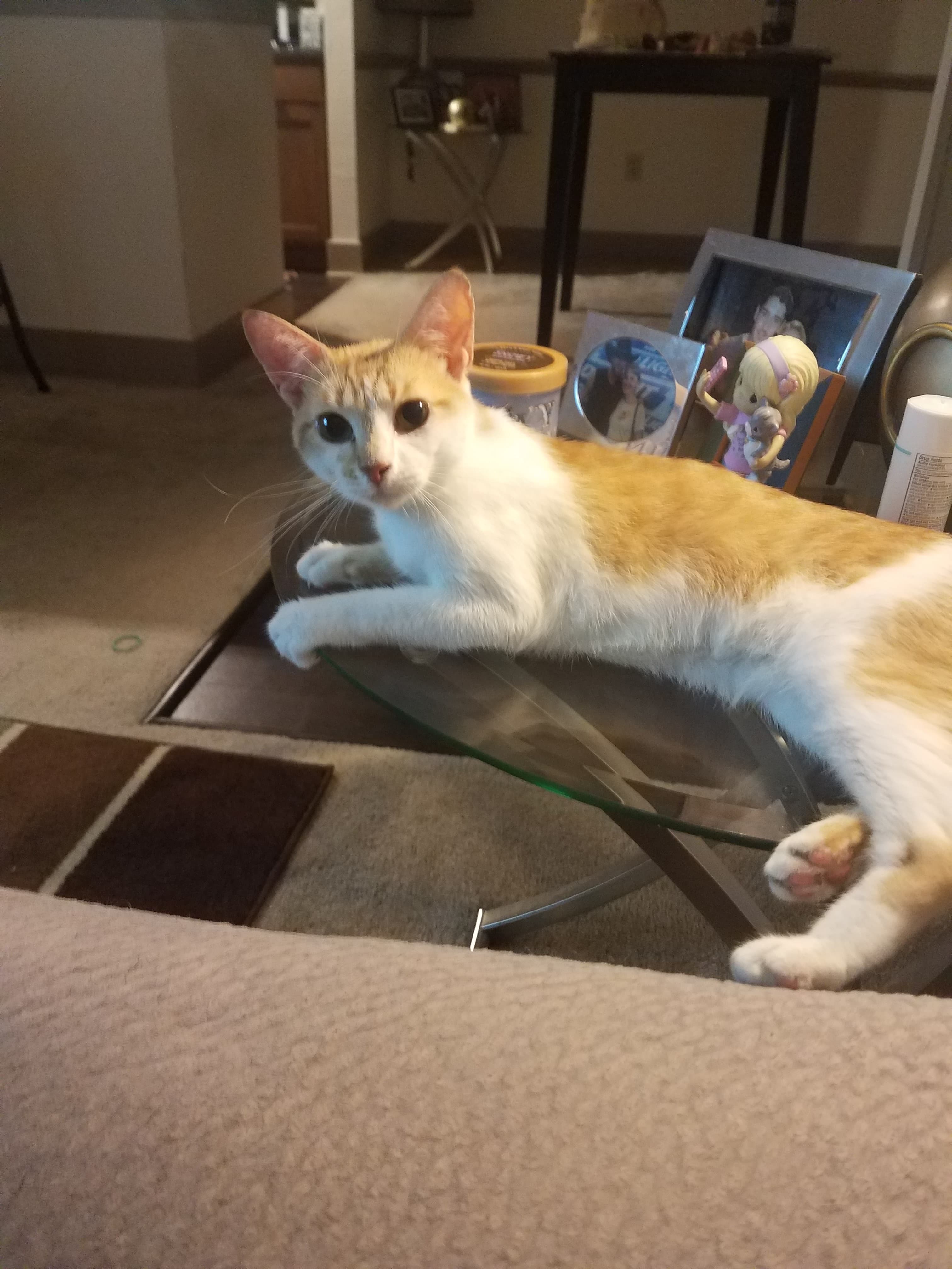 Milo, back home in Tampa FL