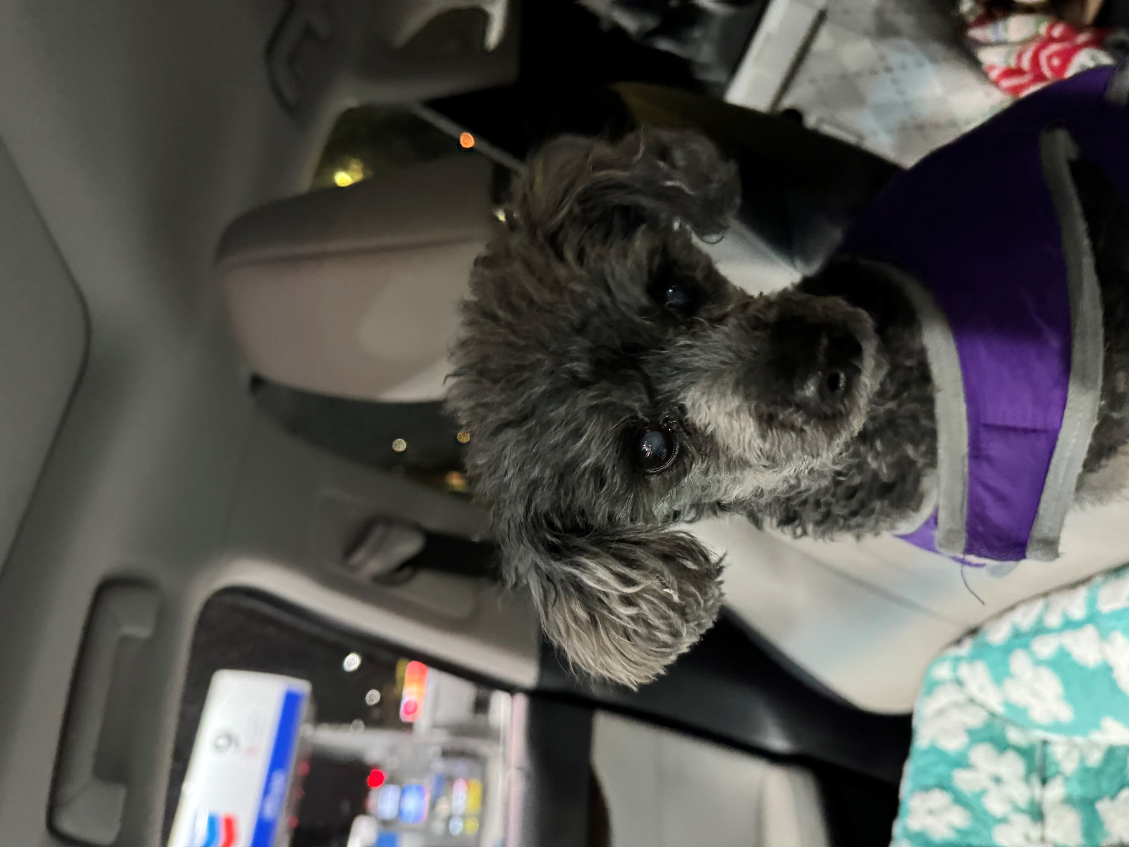 Molly, back home in Nevada