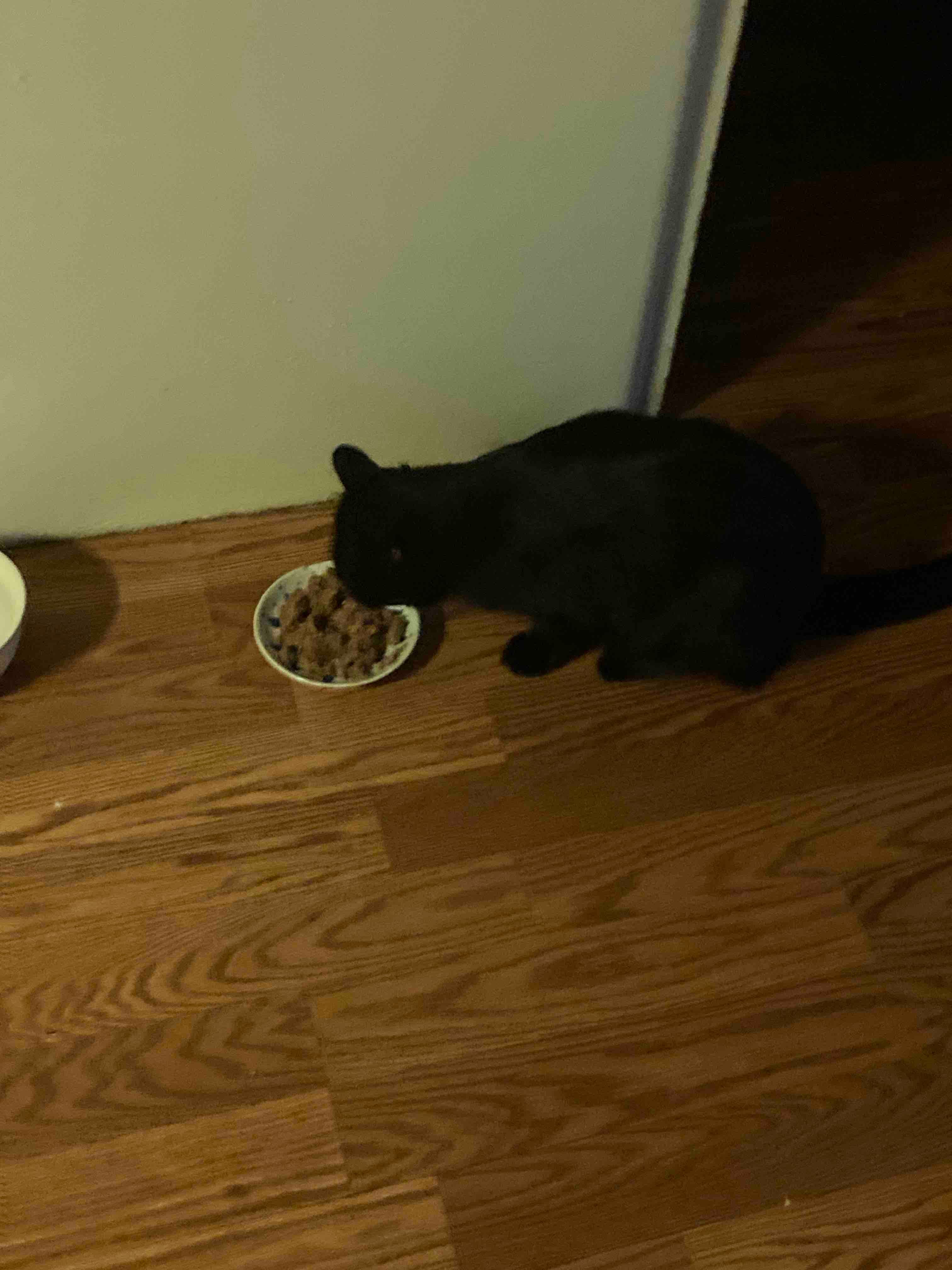 Neko, back home in New Mexico