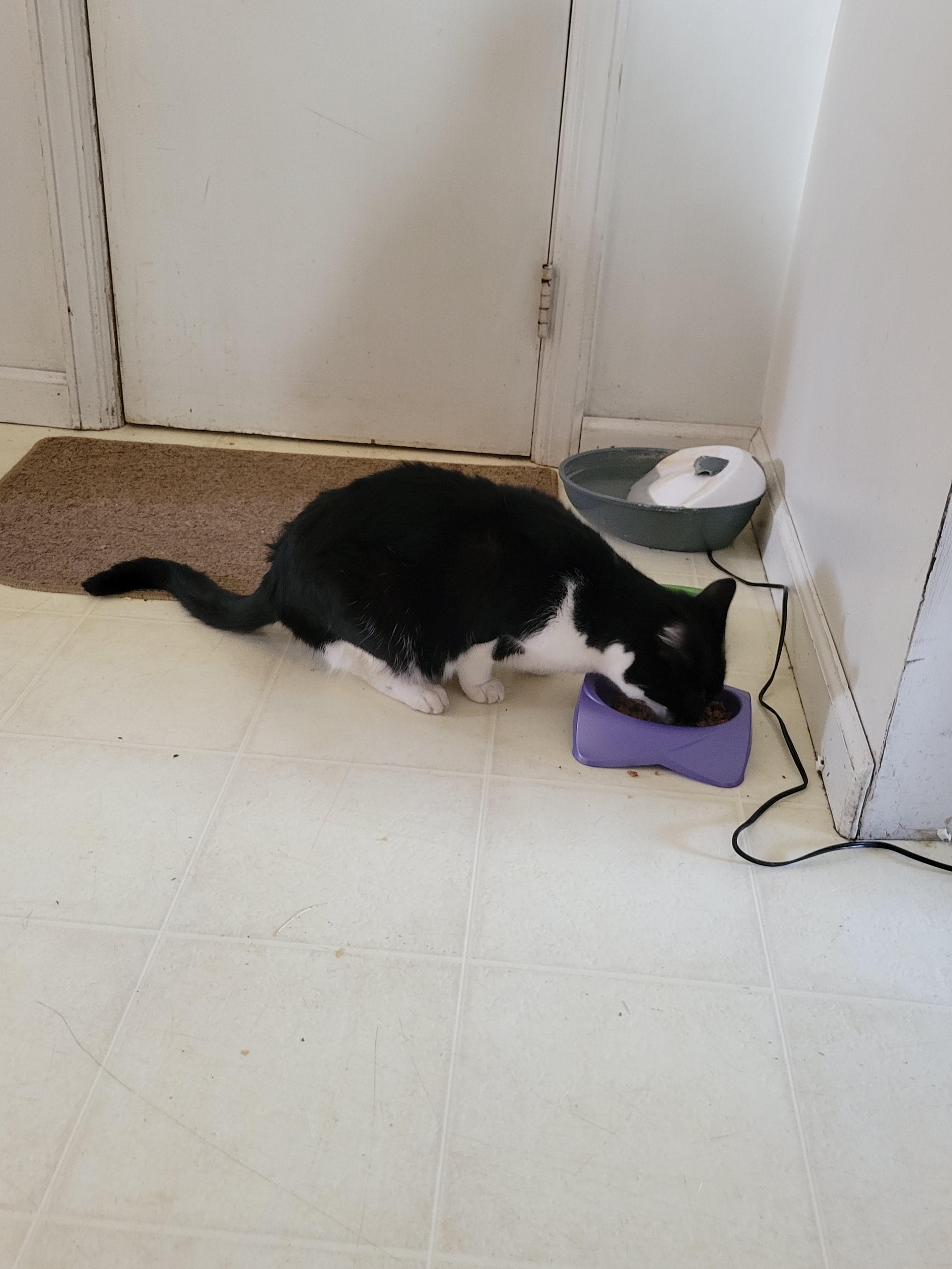 Oreo, back home in New Jersey