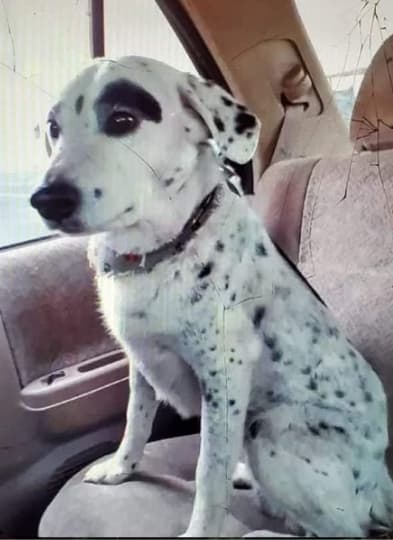 Oreo, back home in Texas