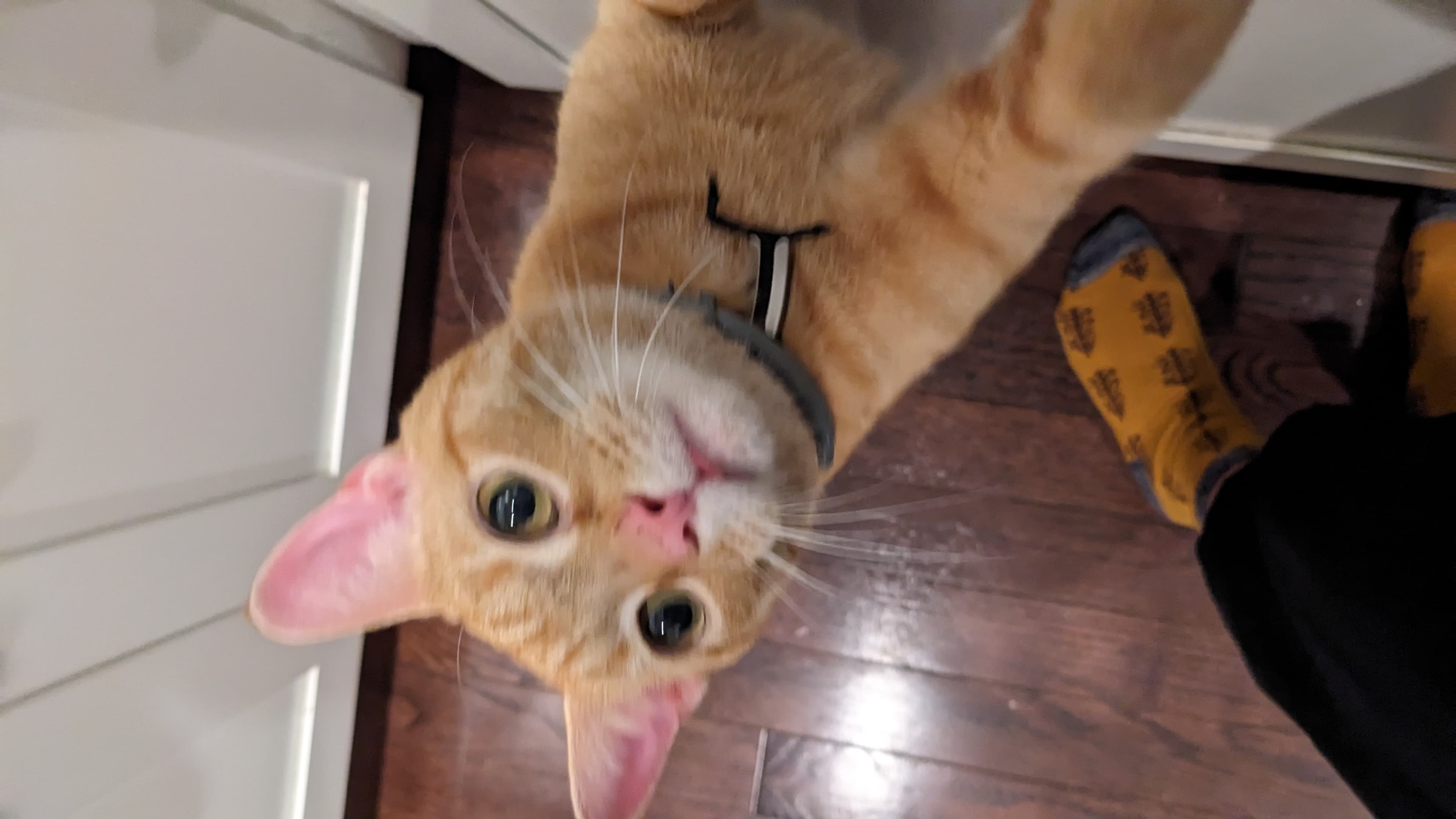 Callahan, back home in Virginia