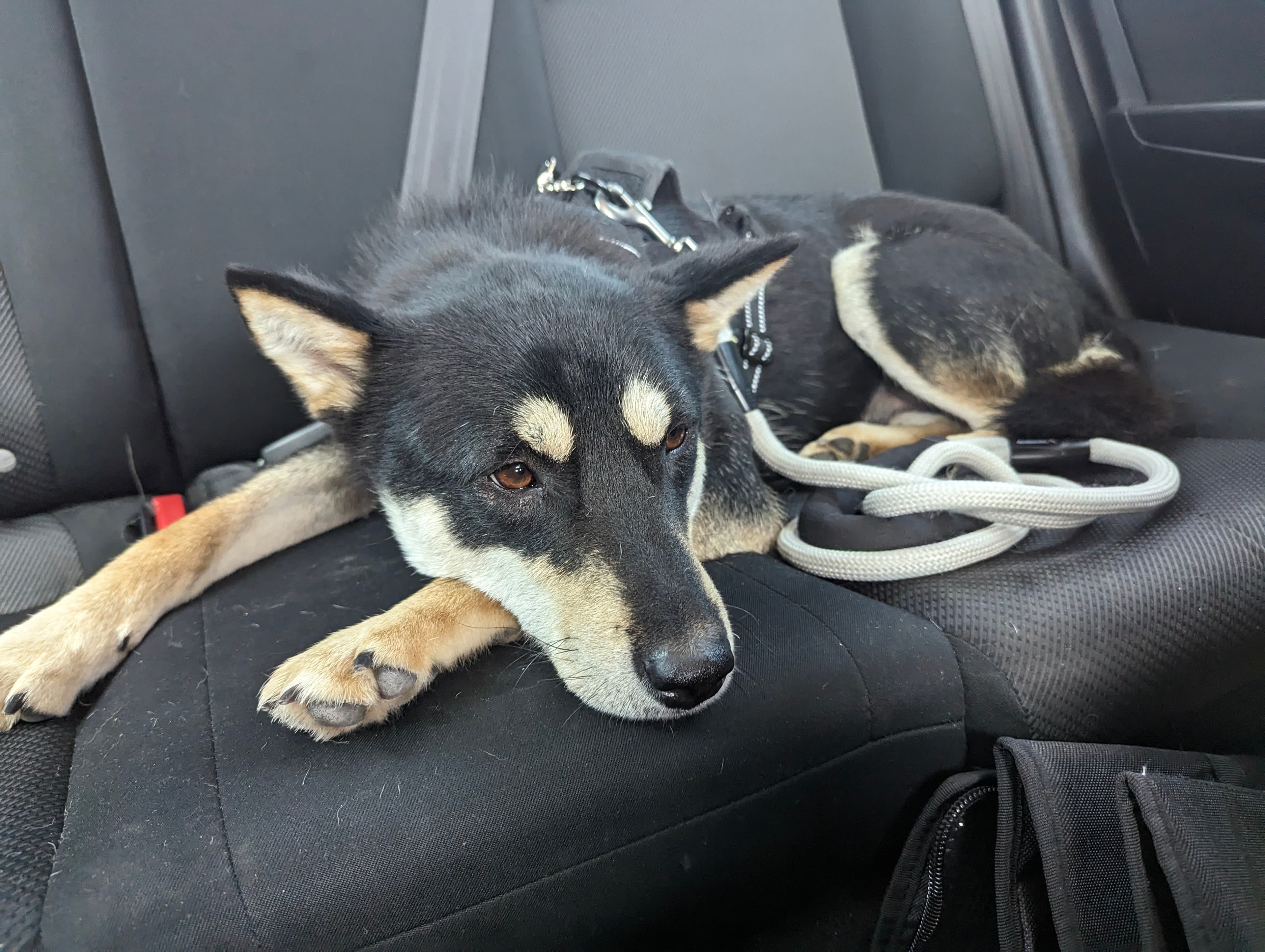 Pepino, back home in California