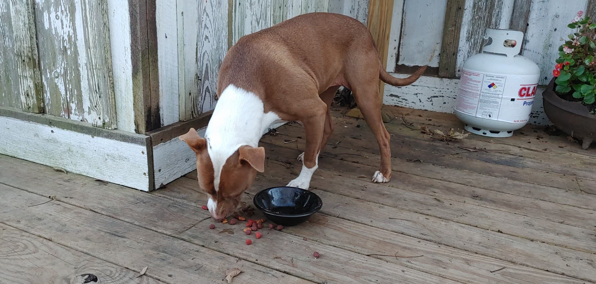 Puppers, back home in Alabama