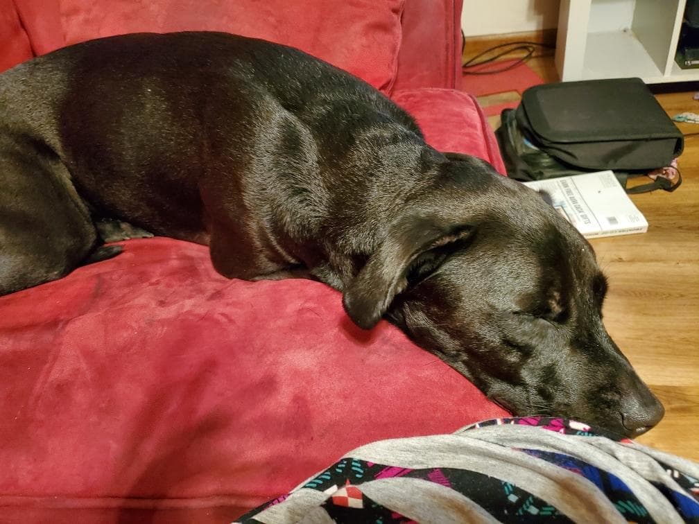 Delilah, back home in Georgia