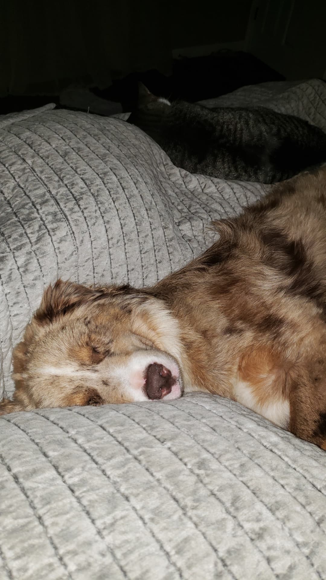 Rusty, back home in Kentucky