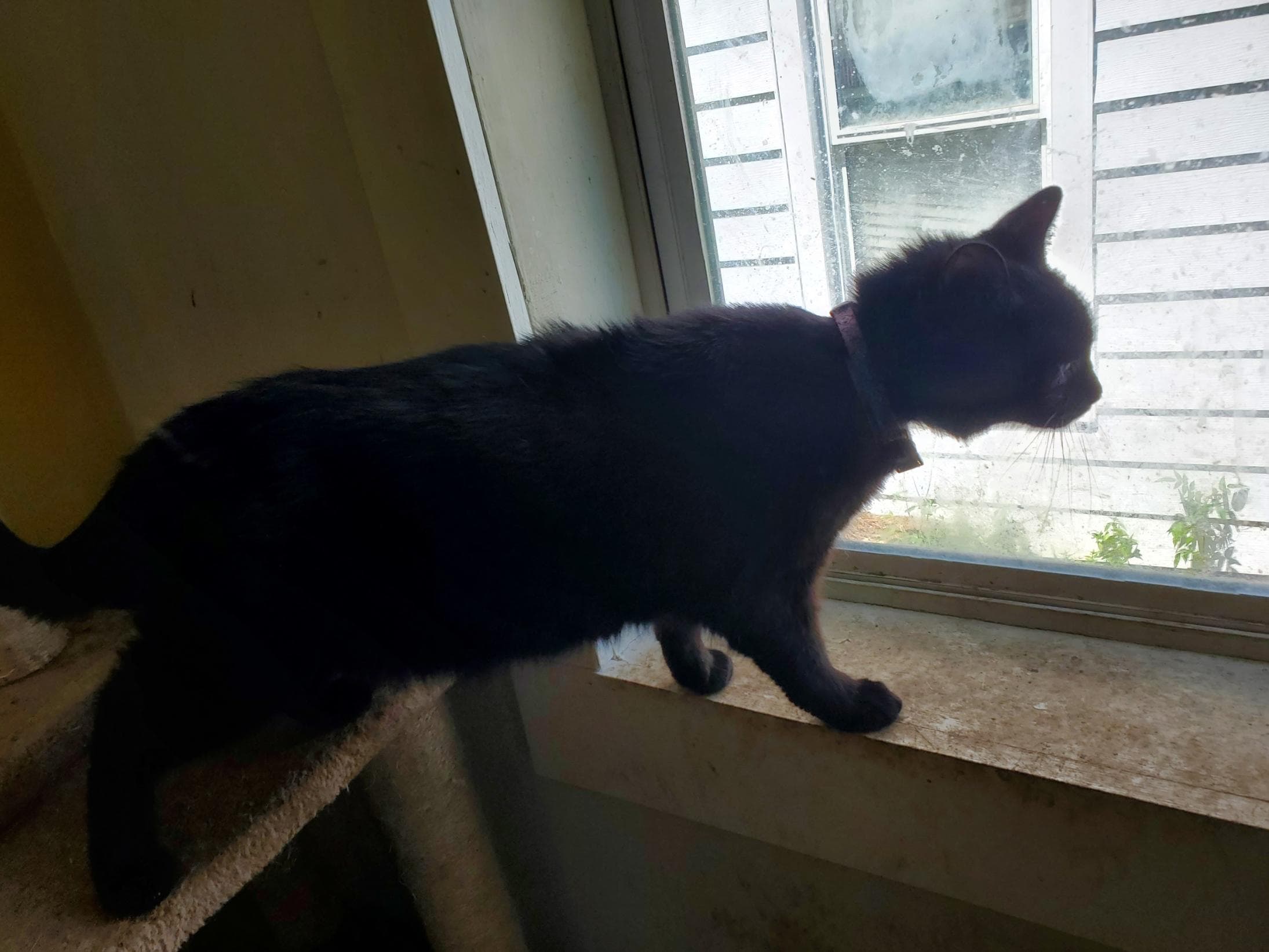 Artemis, back home in Indiana