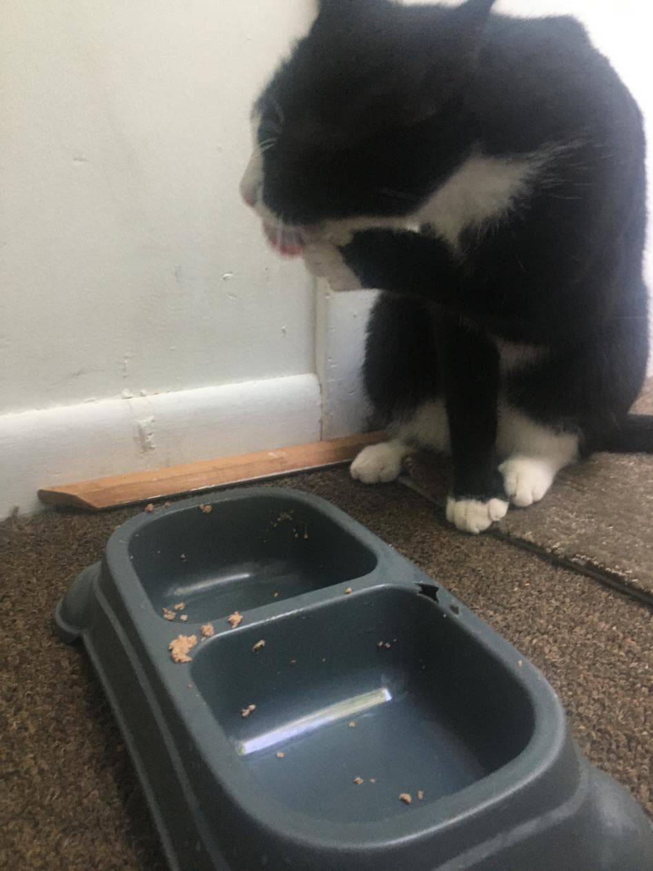 Oreo, back home in New Jersey